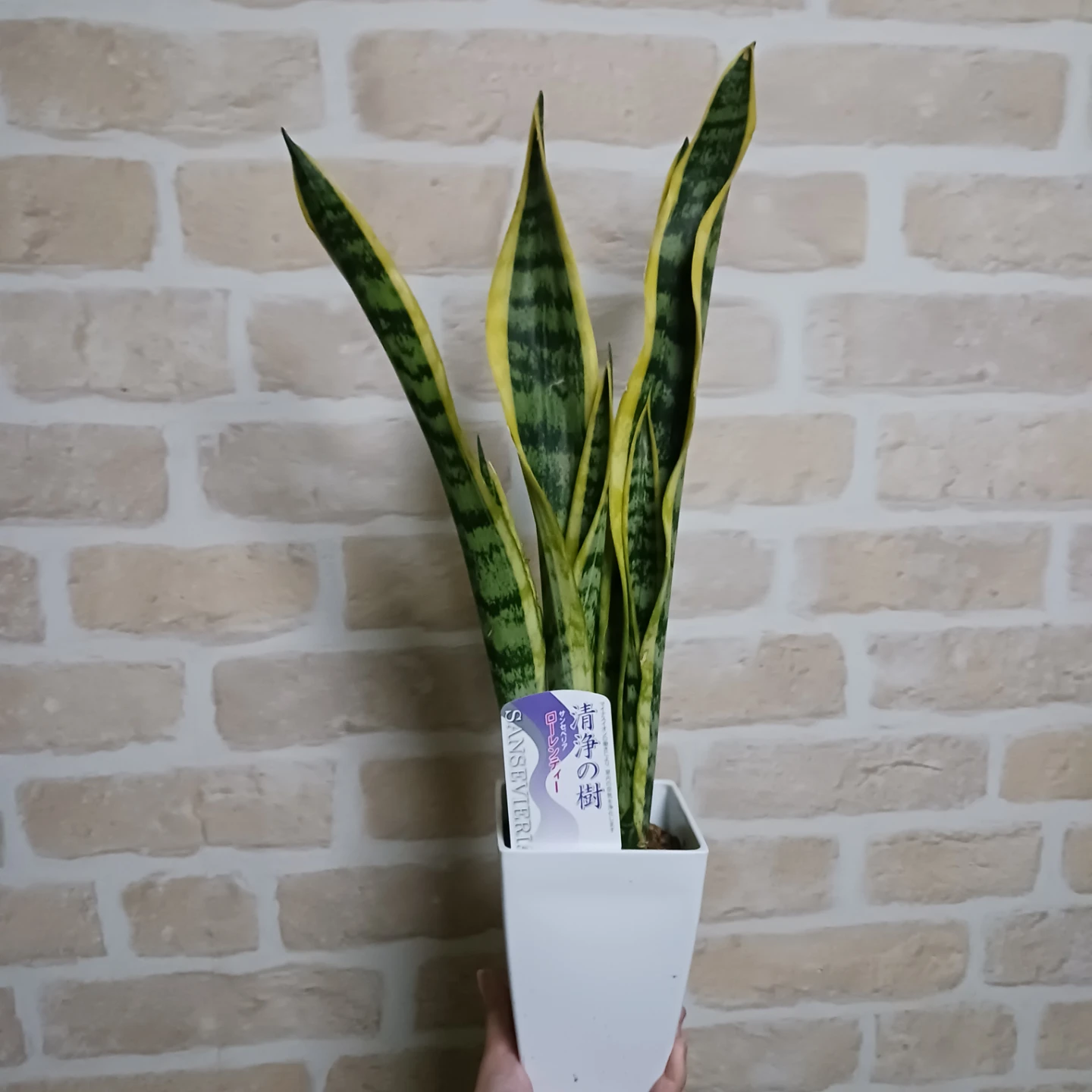 サンスベリア　4号　角鉢　サンセベリア　ローレンチ　観葉植物