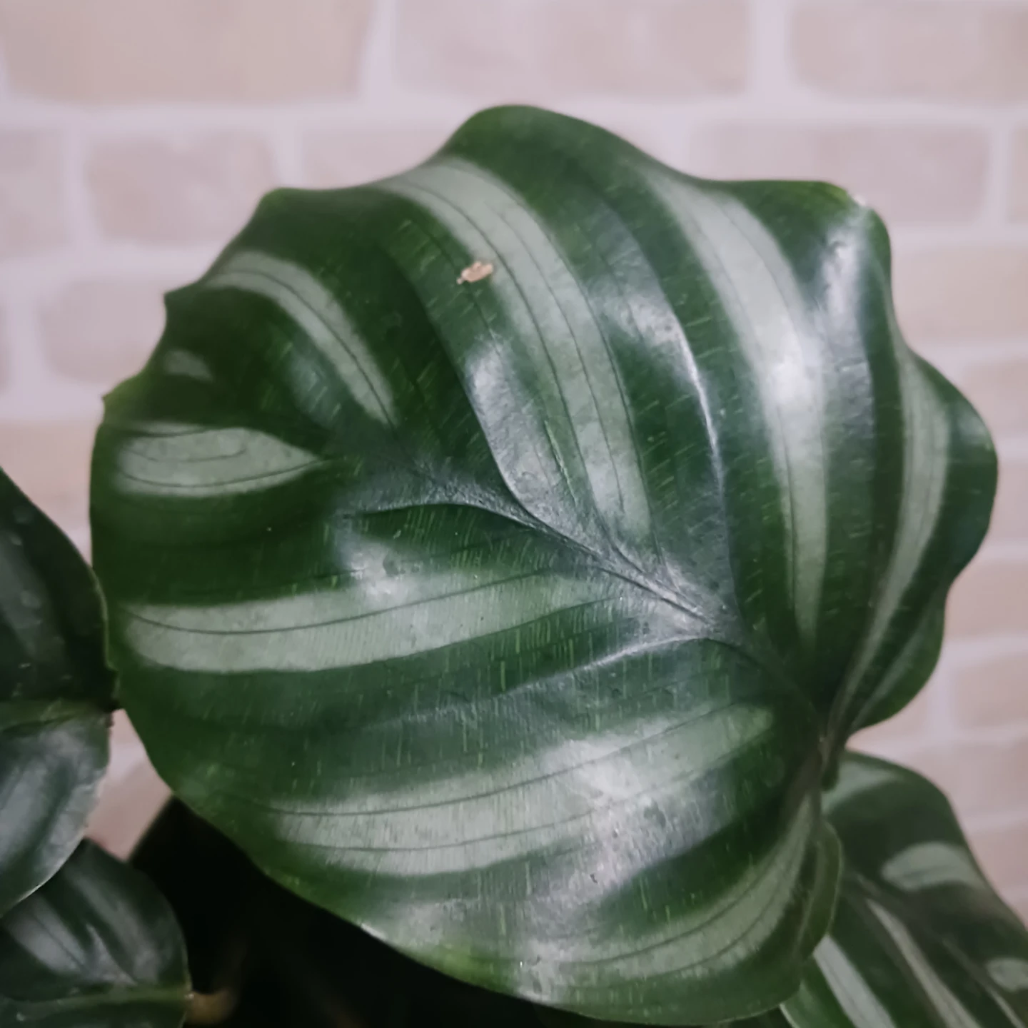 カラテア　ベサール　4号　観葉植物の写真6枚目