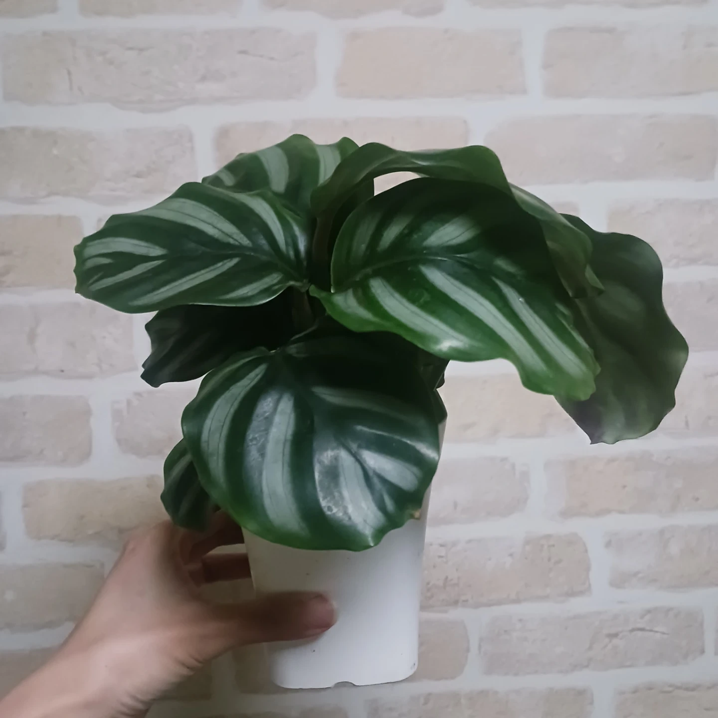 カラテア ベサール 4号 観葉植物の写真2枚目