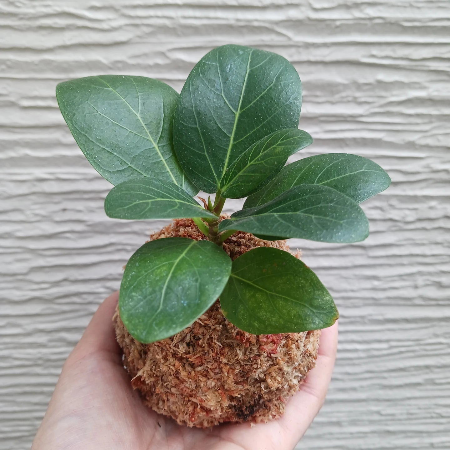 苔玉　キングバンブー　観葉植物　ドラセナの写真8枚目