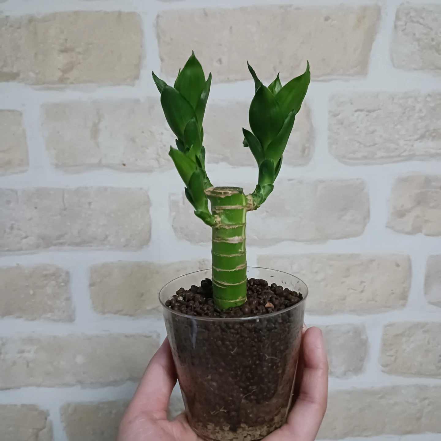 土を使わない★ハイドロカルチャー　水耕栽培　ドラセナ　観葉植物