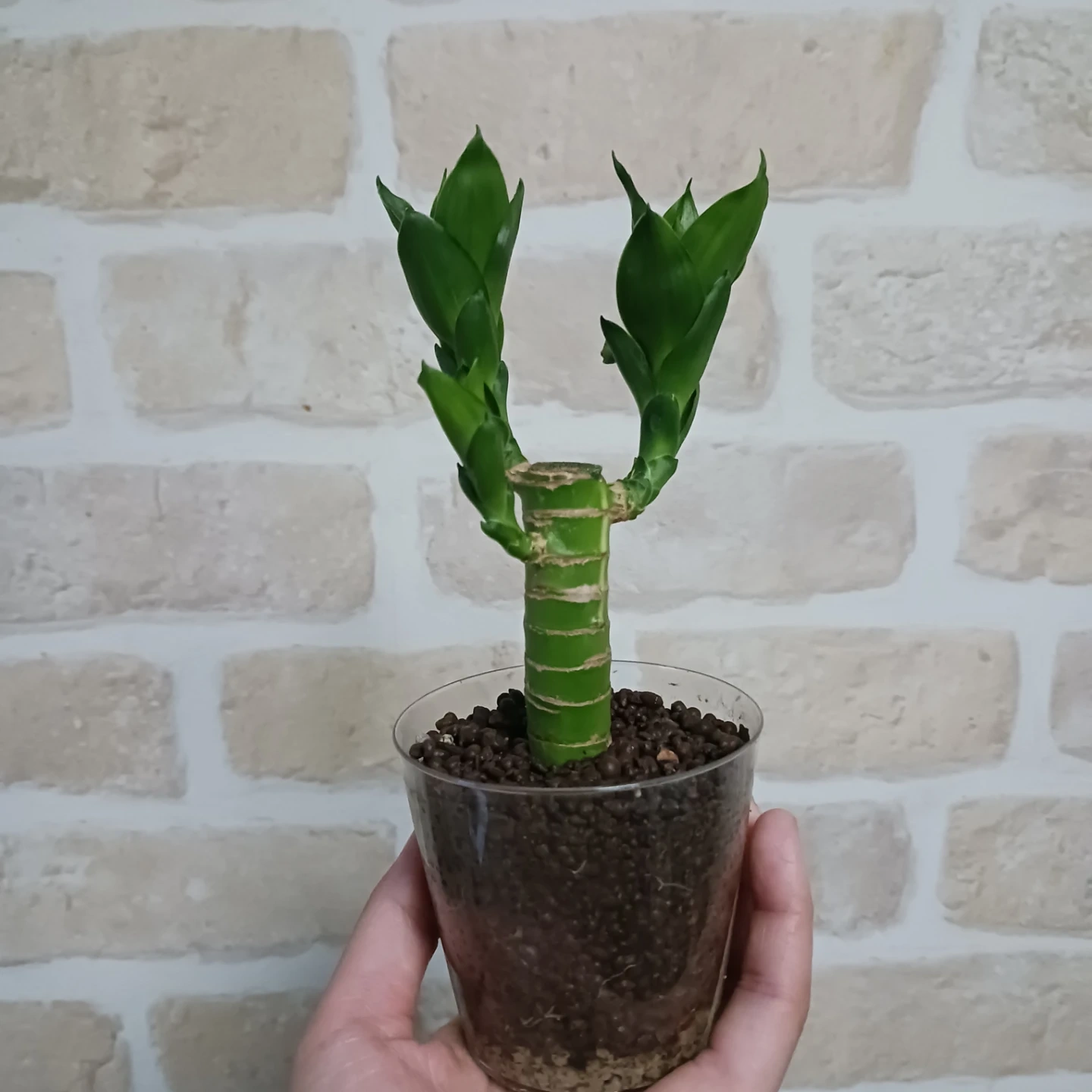 土を使わない★ハイドロカルチャー 水耕栽培 ドラセナ 観葉植物