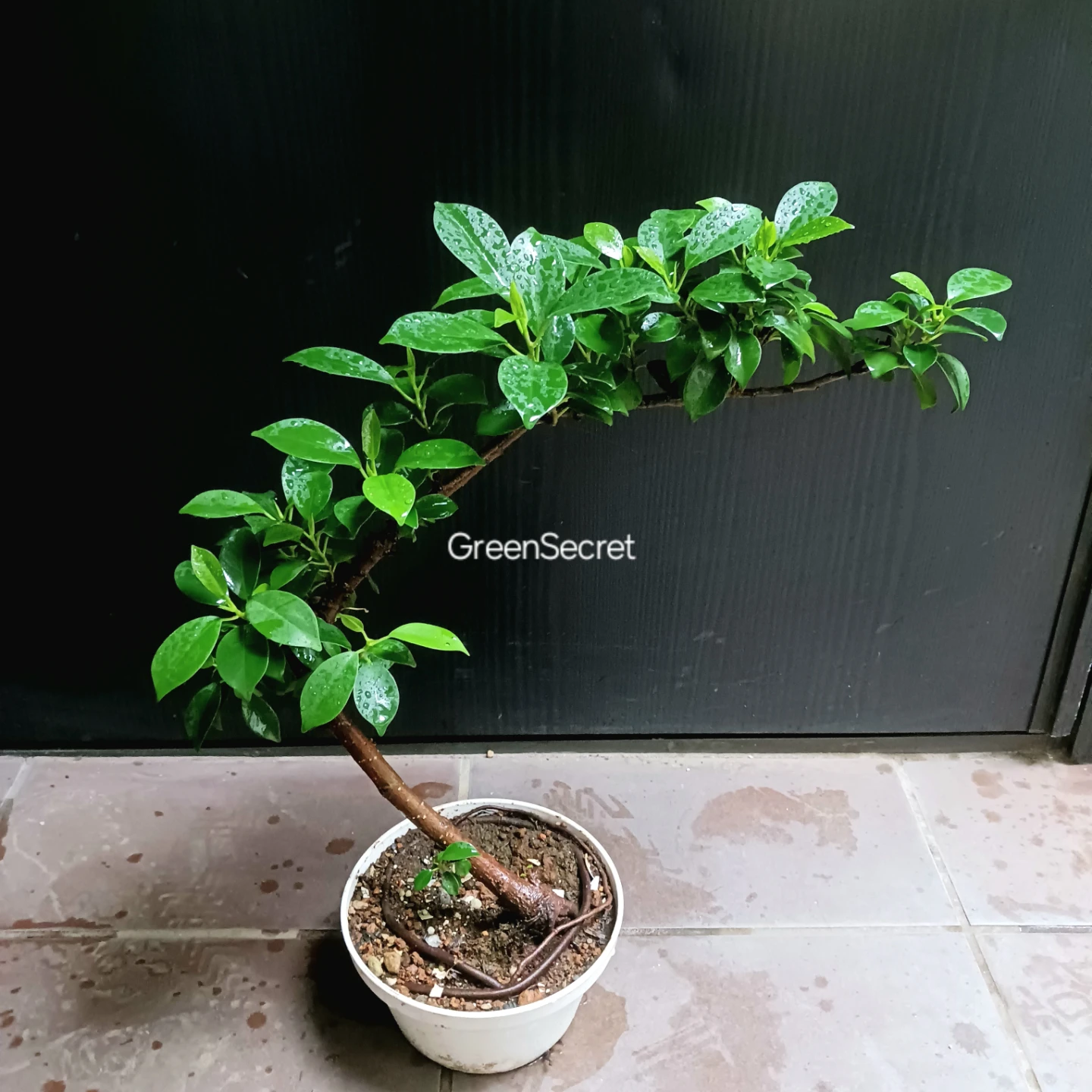 まとめ買い対象★フィカスナナ　曲がり　5号　観葉植物