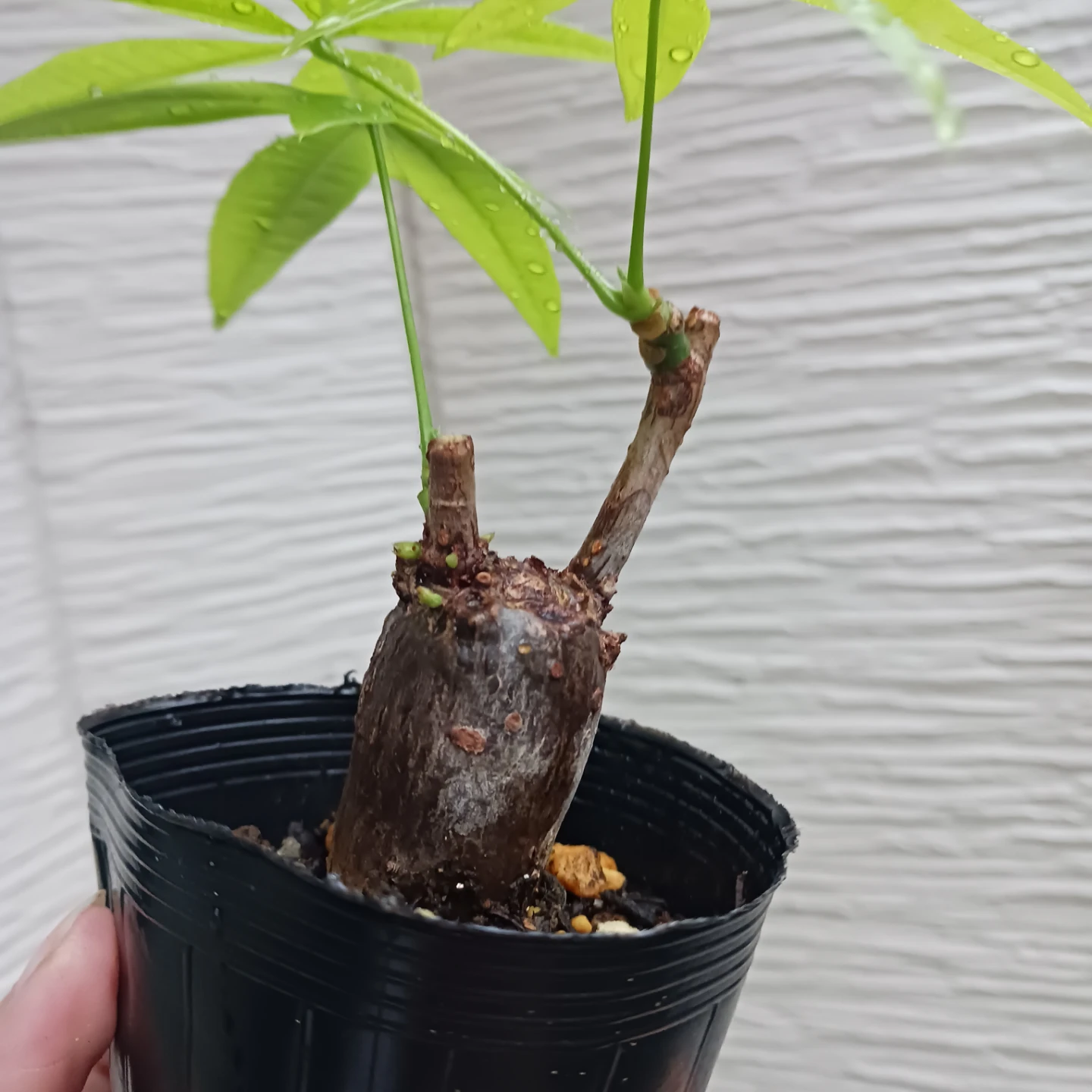 ぷっくり幹太★パキラ　2.5号　観葉植物の写真4枚目