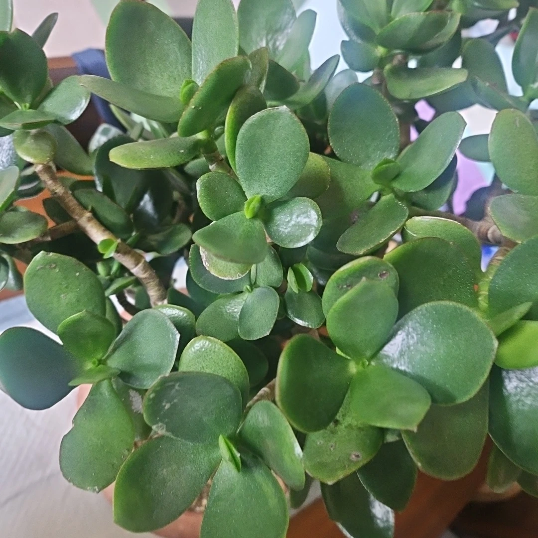 ◽金のなる木◽超極太幹◽鉢植えの写真4枚目