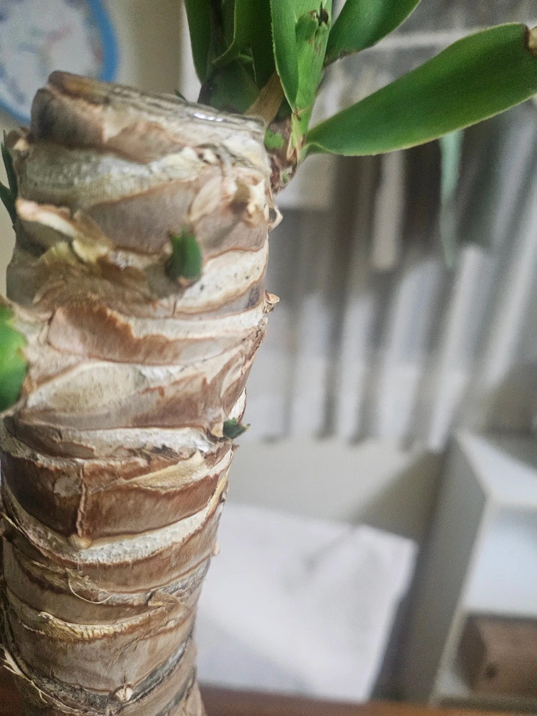 ◽ユッカ◽エレファンティペス◽観葉植物◽極太幹の写真10枚目