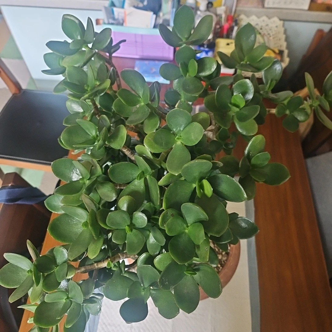 ◽金のなる木◽超極太幹◽鉢植えの写真5枚目