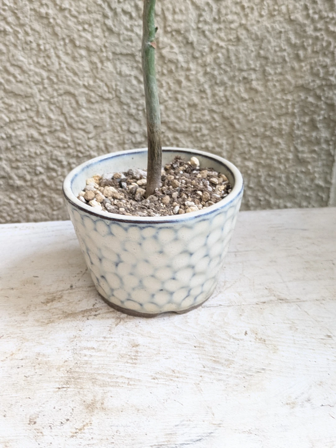 パキラ⑤ 白陶器鉢植えの写真3枚目