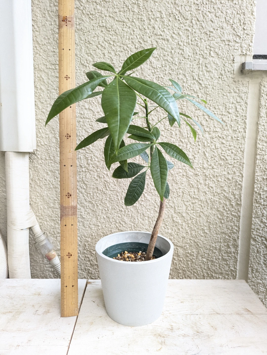 パキラ 観葉植物 ①