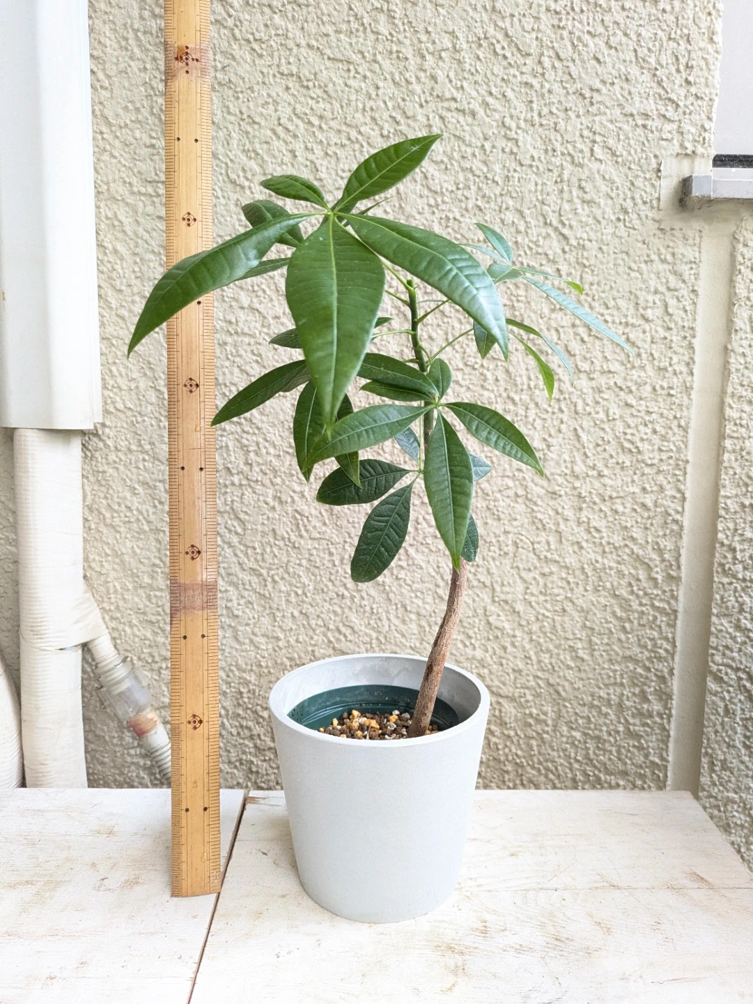 パキラ 観葉植物 ①
