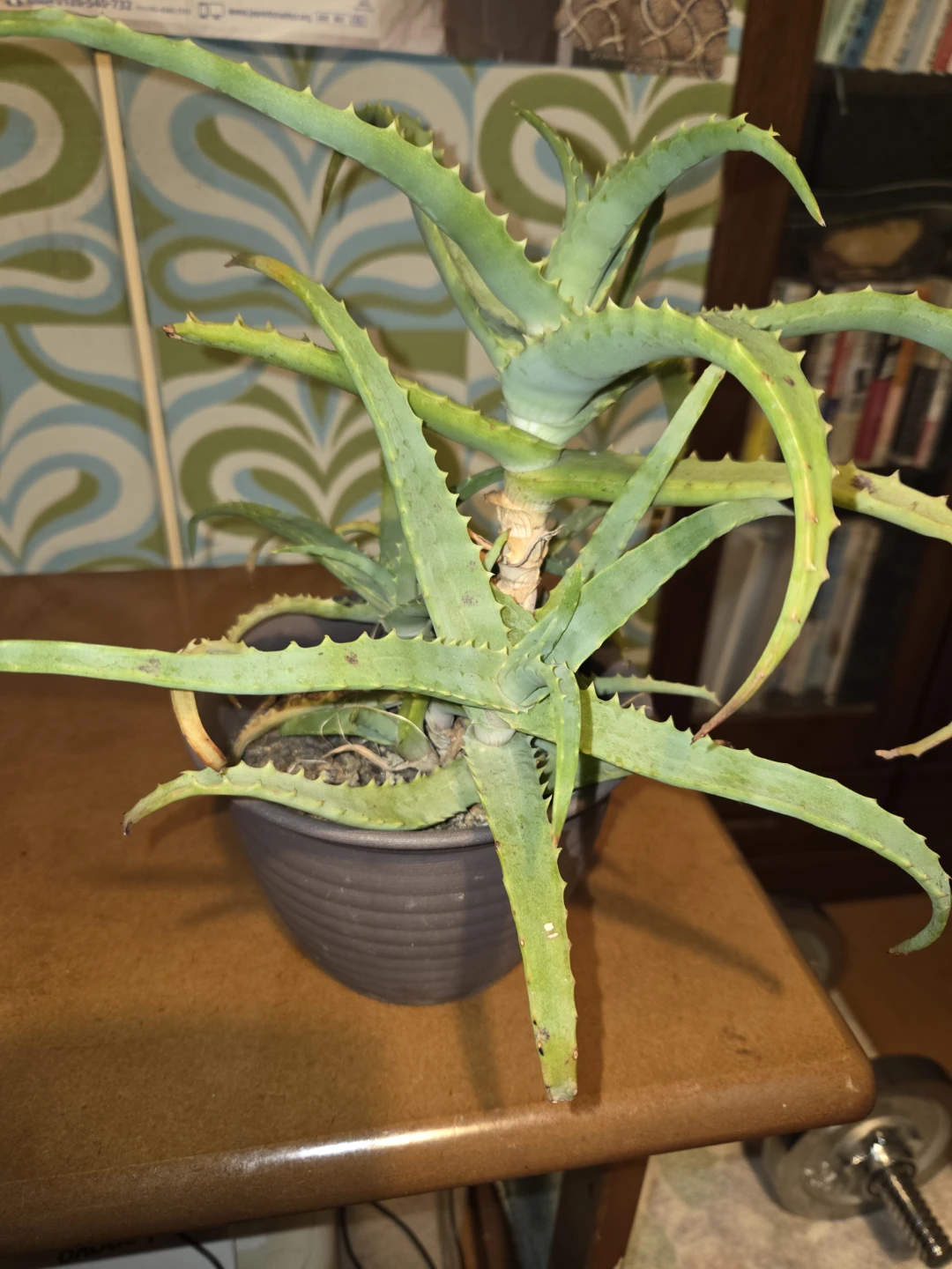 アロエ 観葉植物 鉢植えの写真2枚目