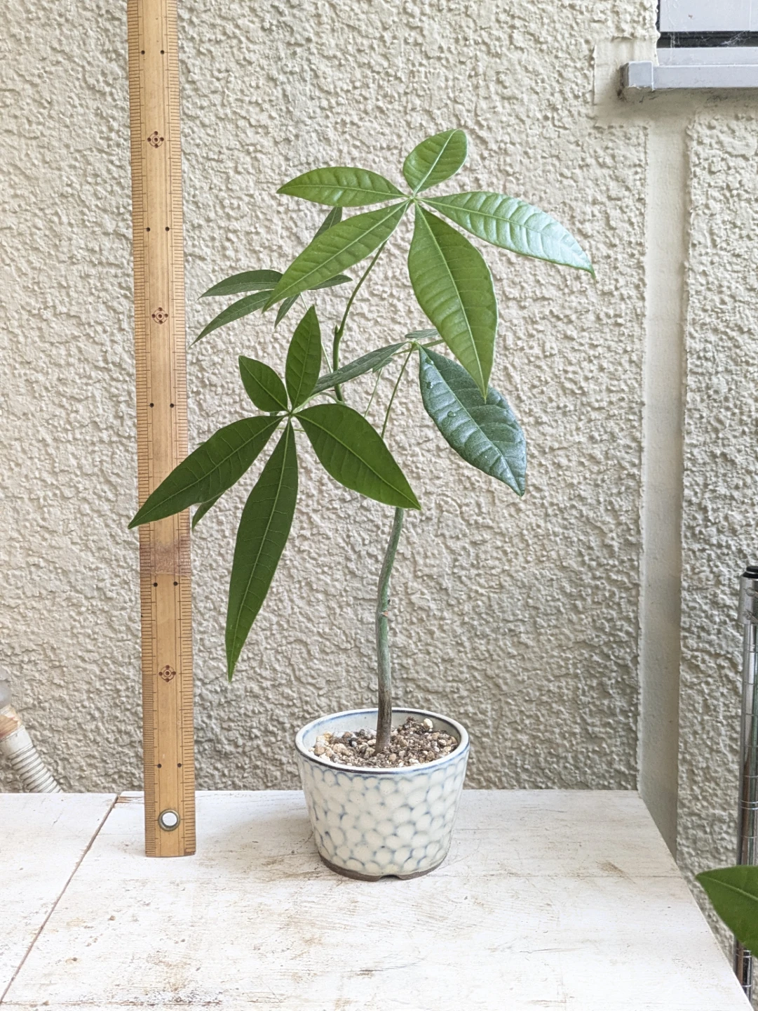 パキラ⑤ 白陶器鉢植え
