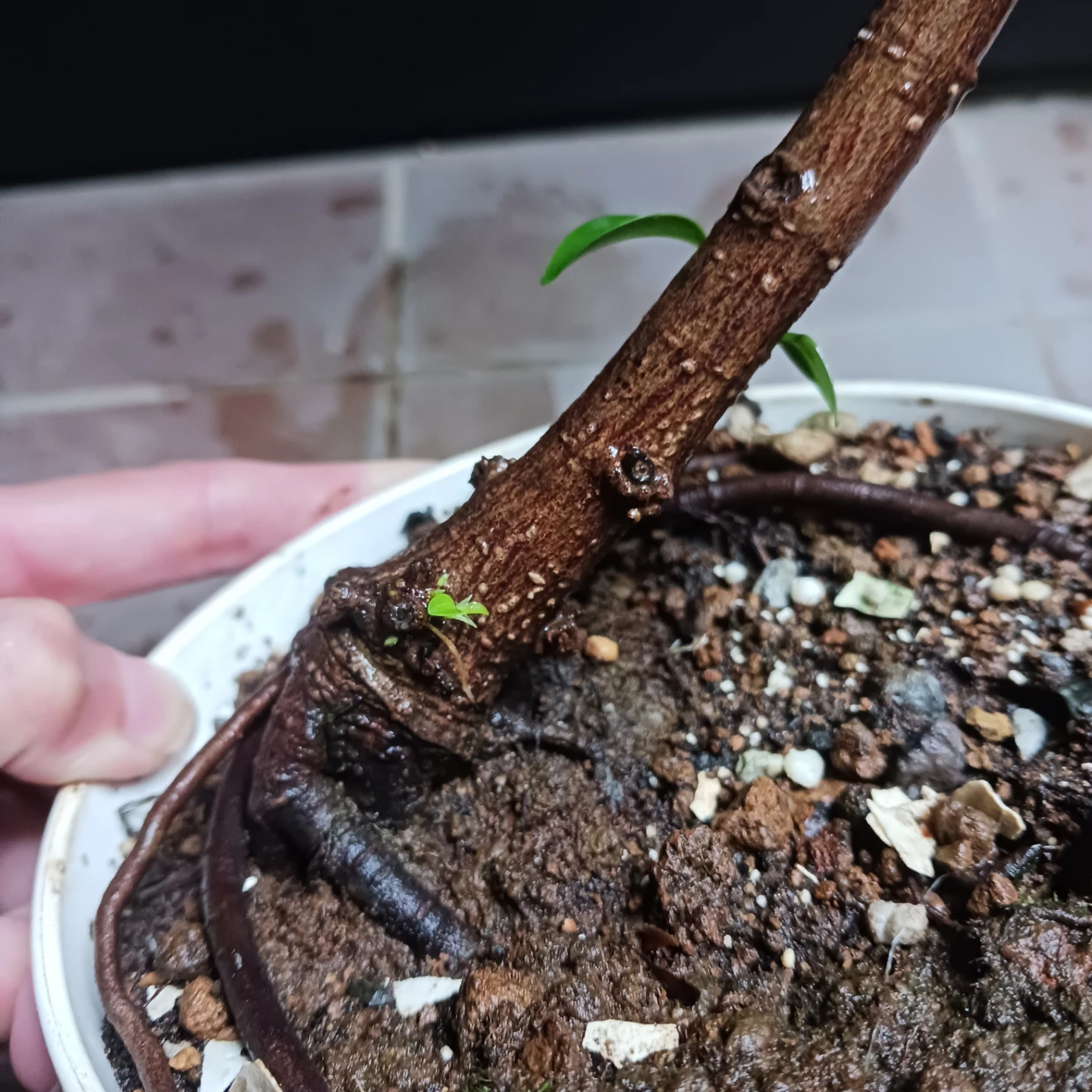 まとめ買い対象★フィカスナナ　曲がり　5号　観葉植物の写真6枚目