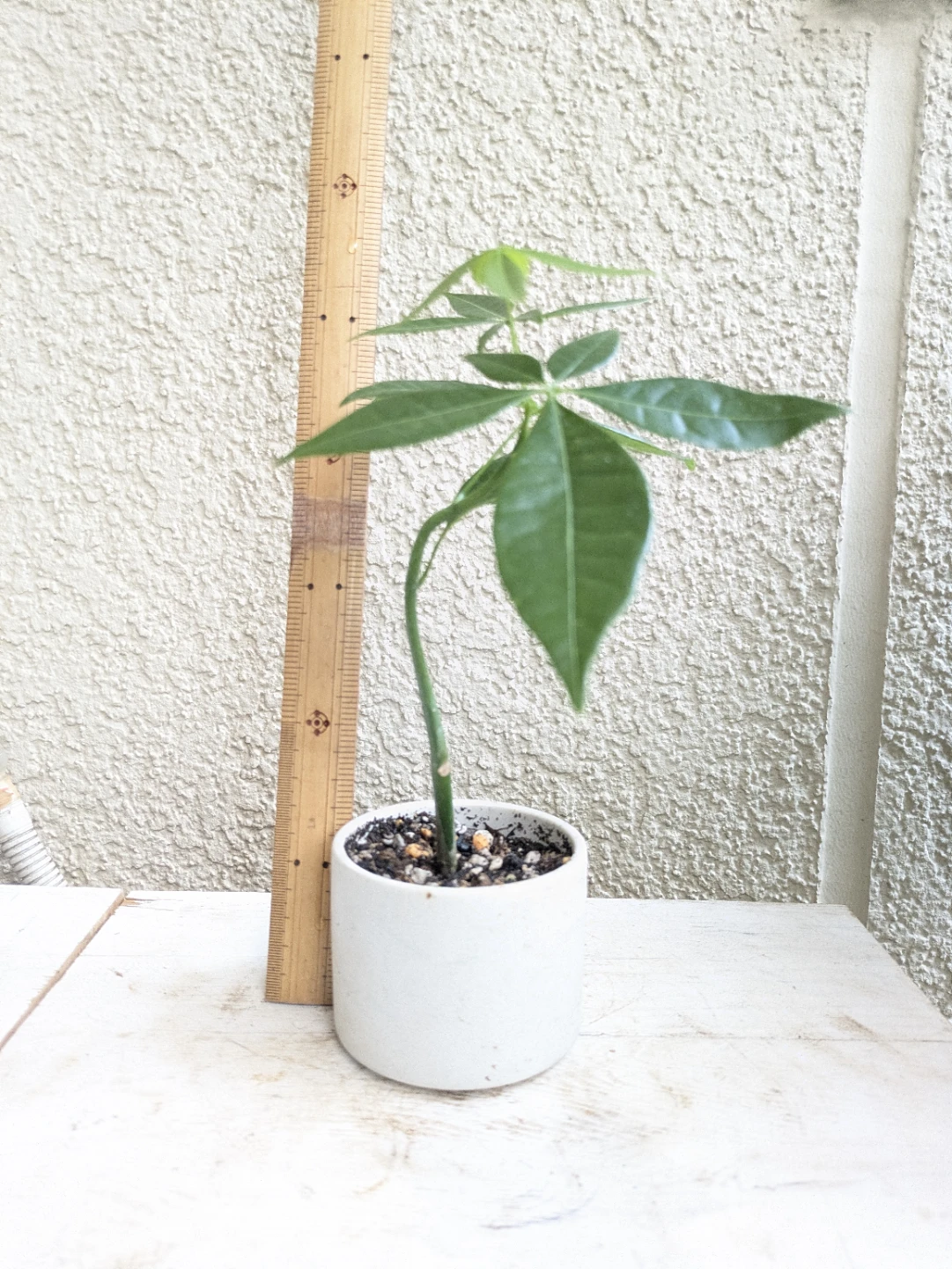 パキラ ③ 白陶器鉢
