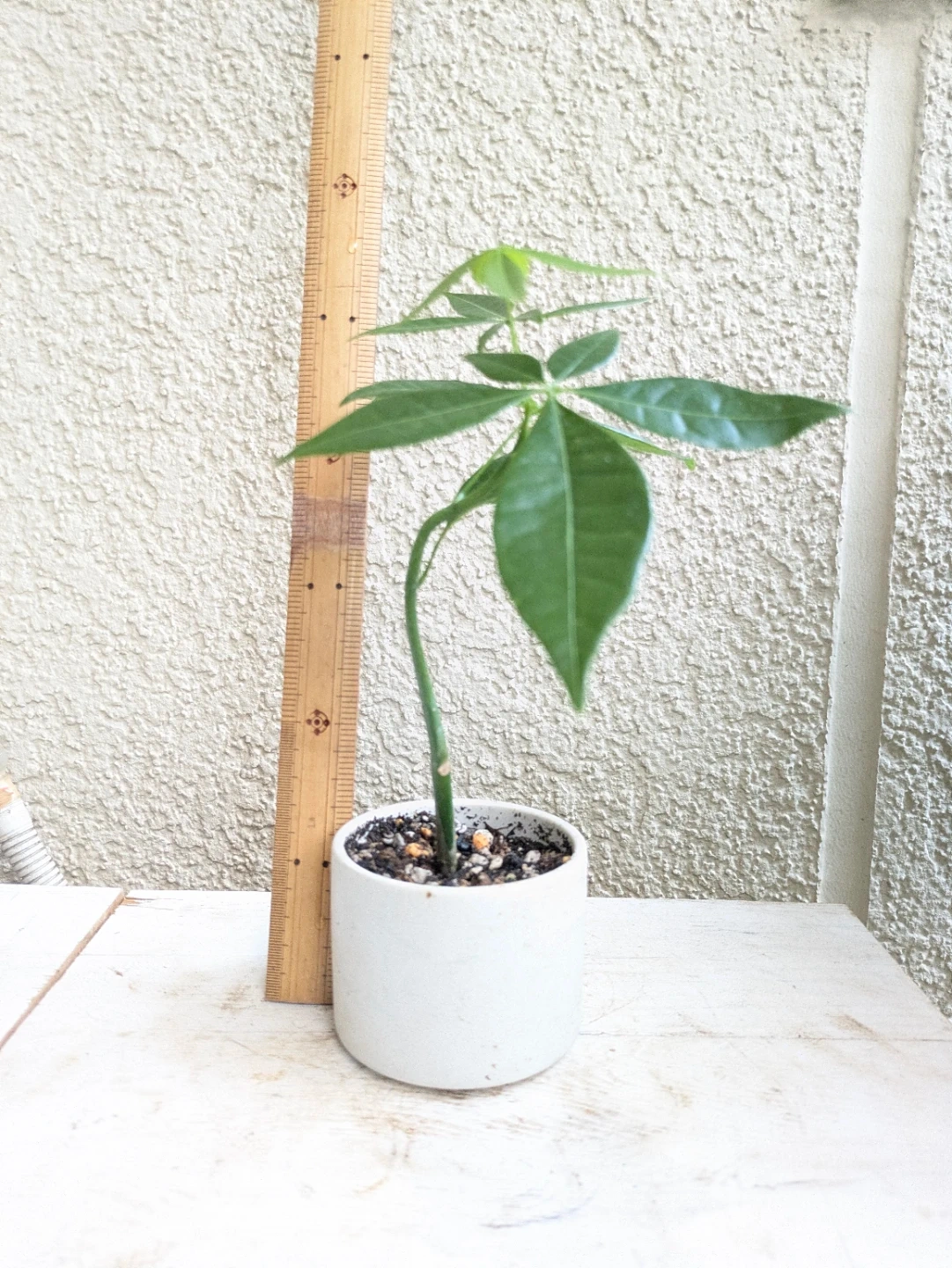パキラ ③ 白陶器鉢