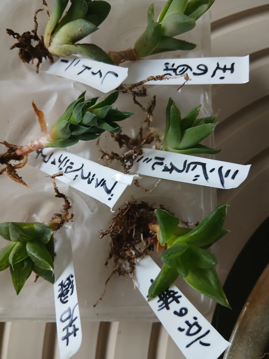ハオルチア 多肉植物 苗 6種セットの写真4枚目