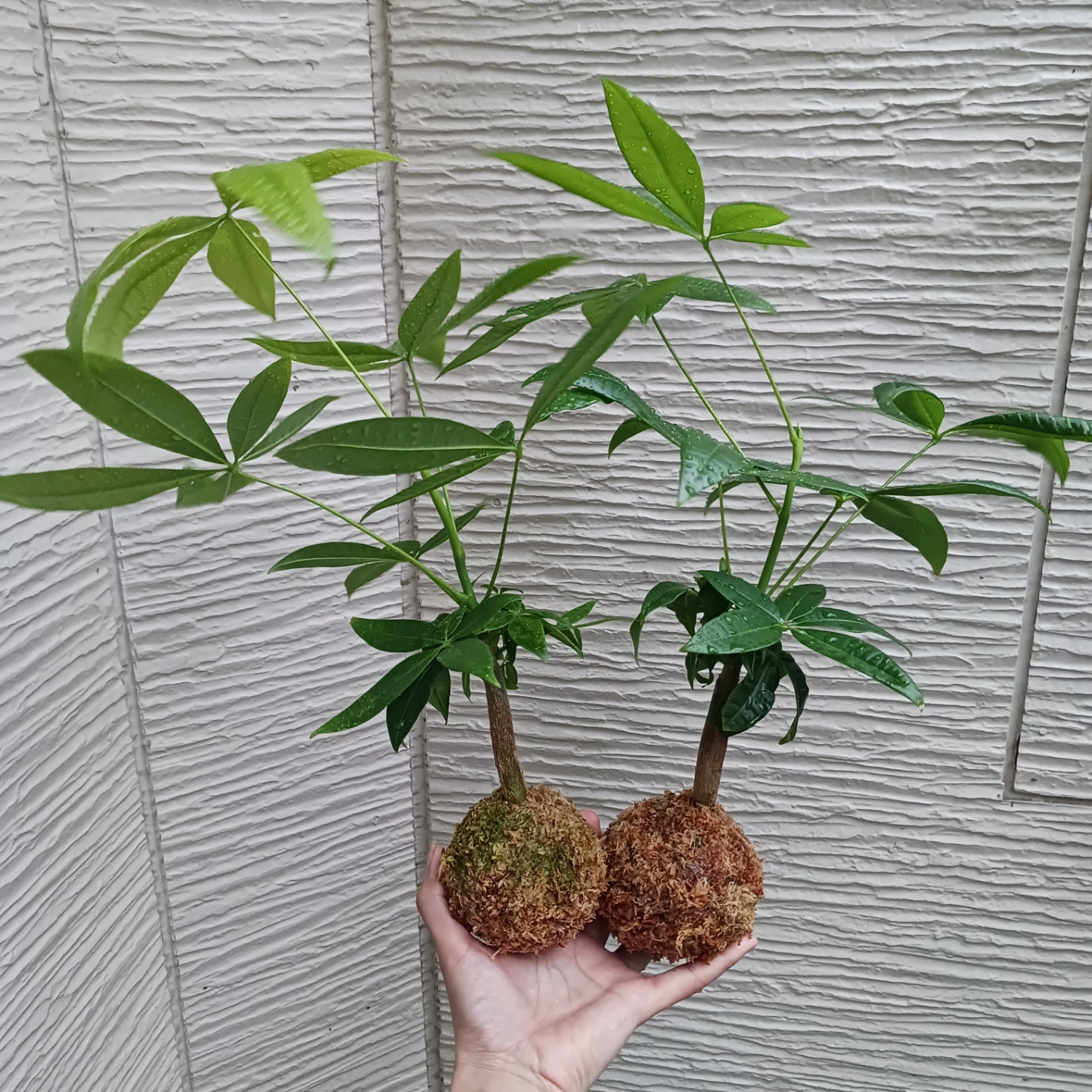 苔玉★パキラ　観葉植物