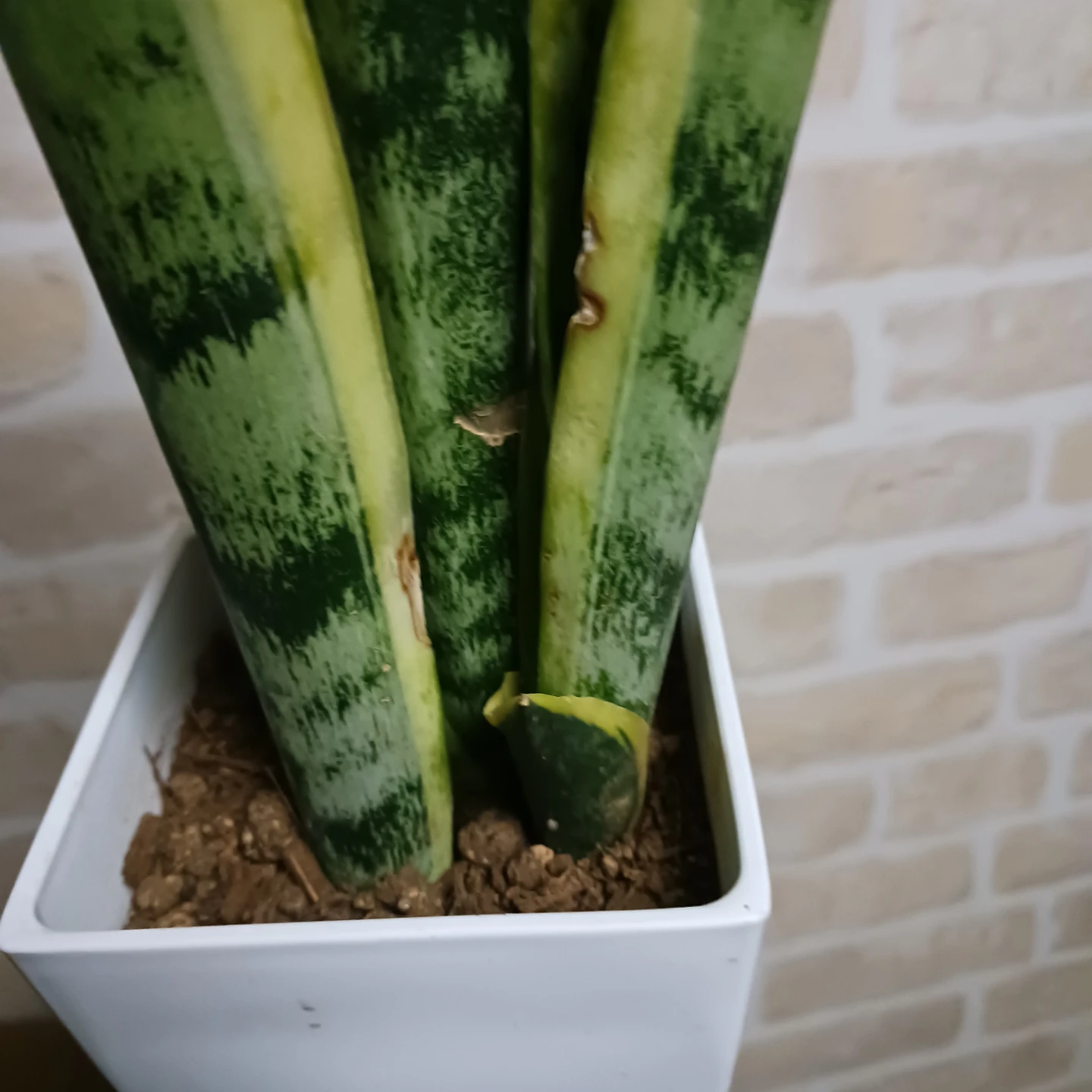 サンスベリア　4号　角鉢　サンセベリア　ローレンチ　観葉植物の写真4枚目