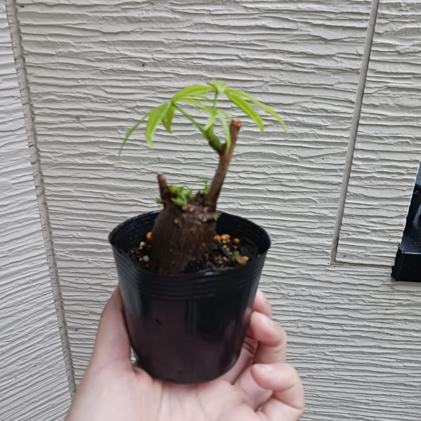 ぷっくり幹太★パキラ 2.5号 観葉植物の写真10枚目