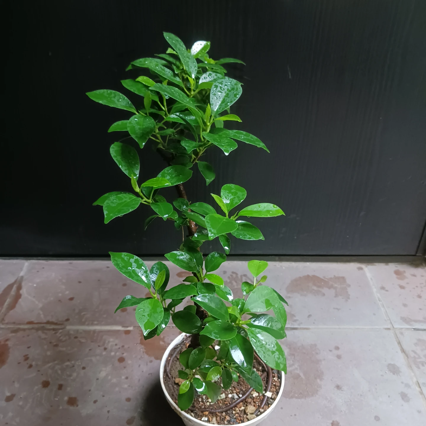 まとめ買い対象★フィカスナナ　曲がり　5号　観葉植物の写真3枚目