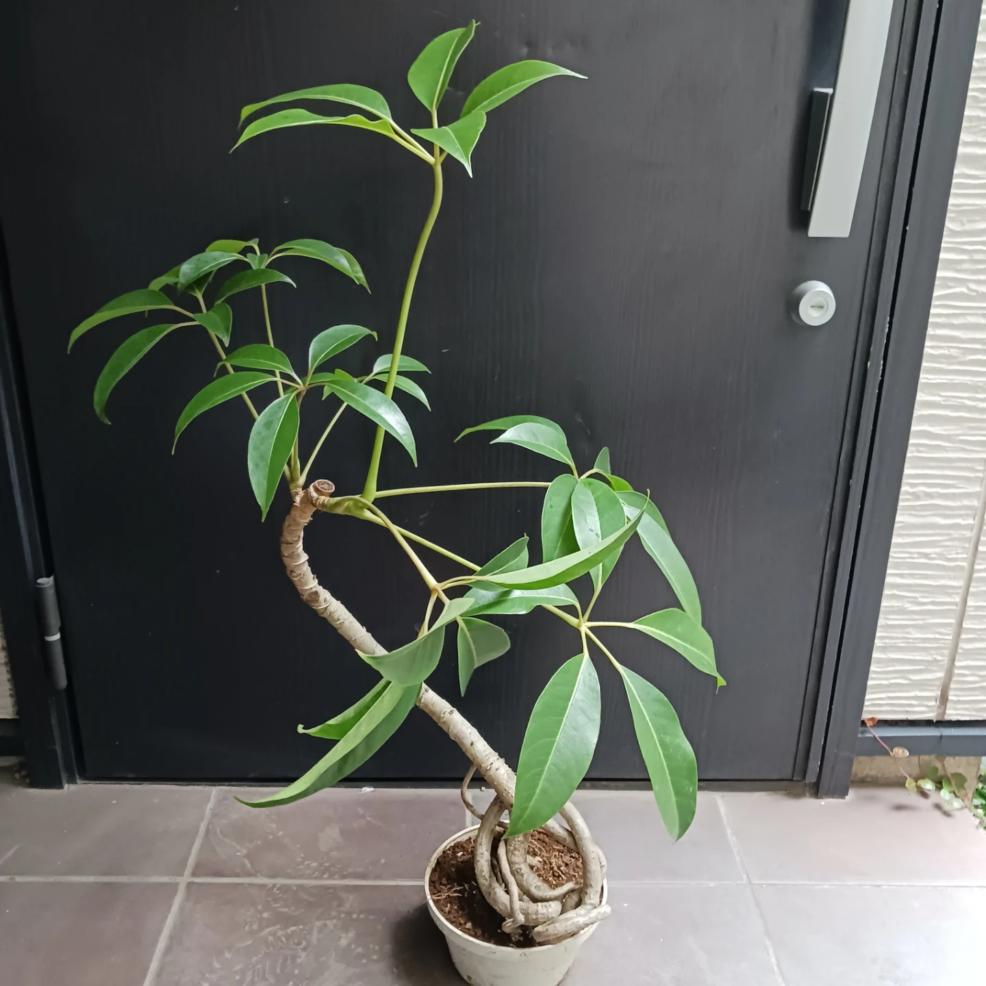 曲がり★ツピタンサス　6号　観葉植物　個性的　一点ものの写真2枚目