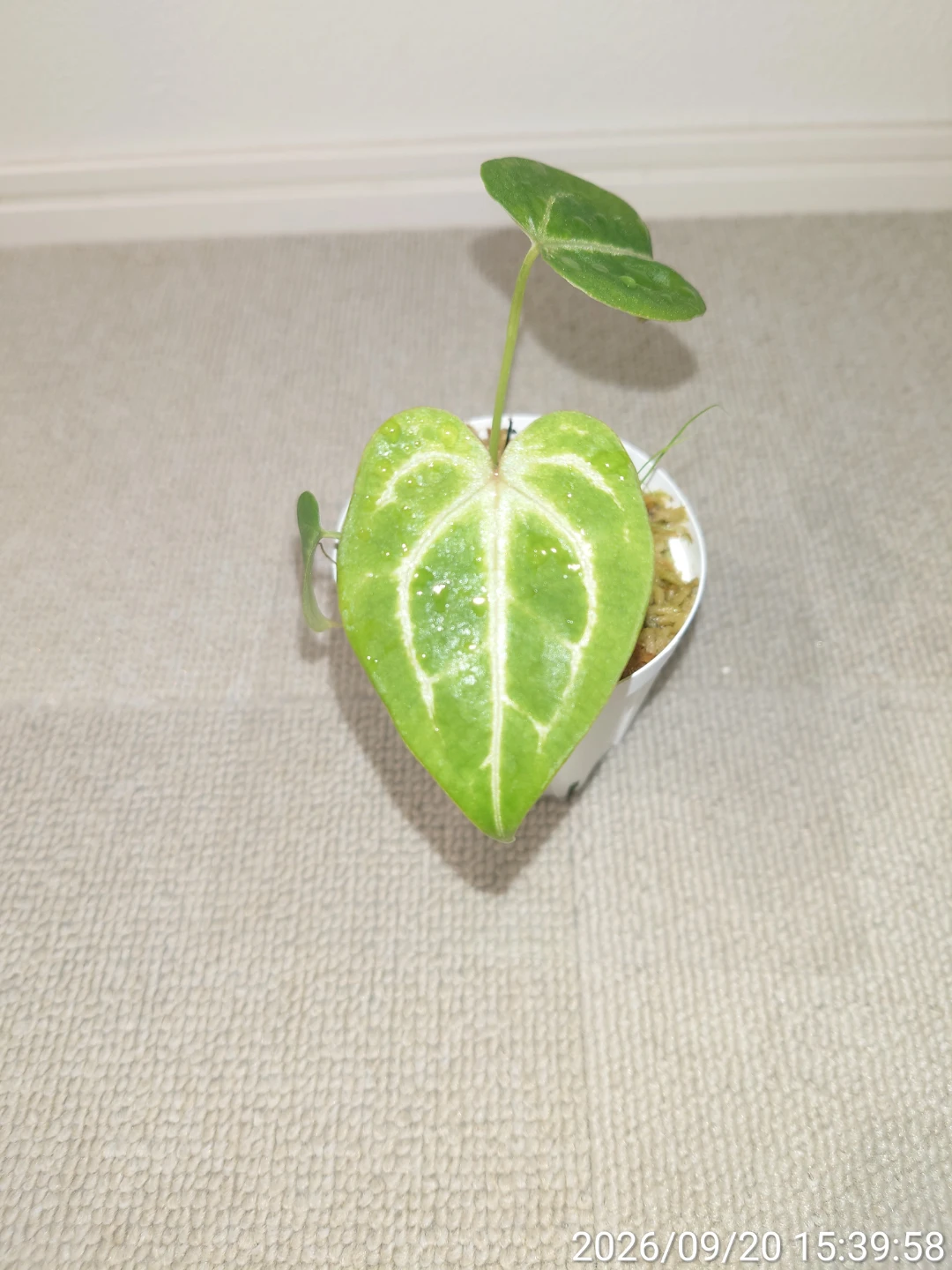 アンスリウム  フォルゲッティ 観葉植物 白鉢