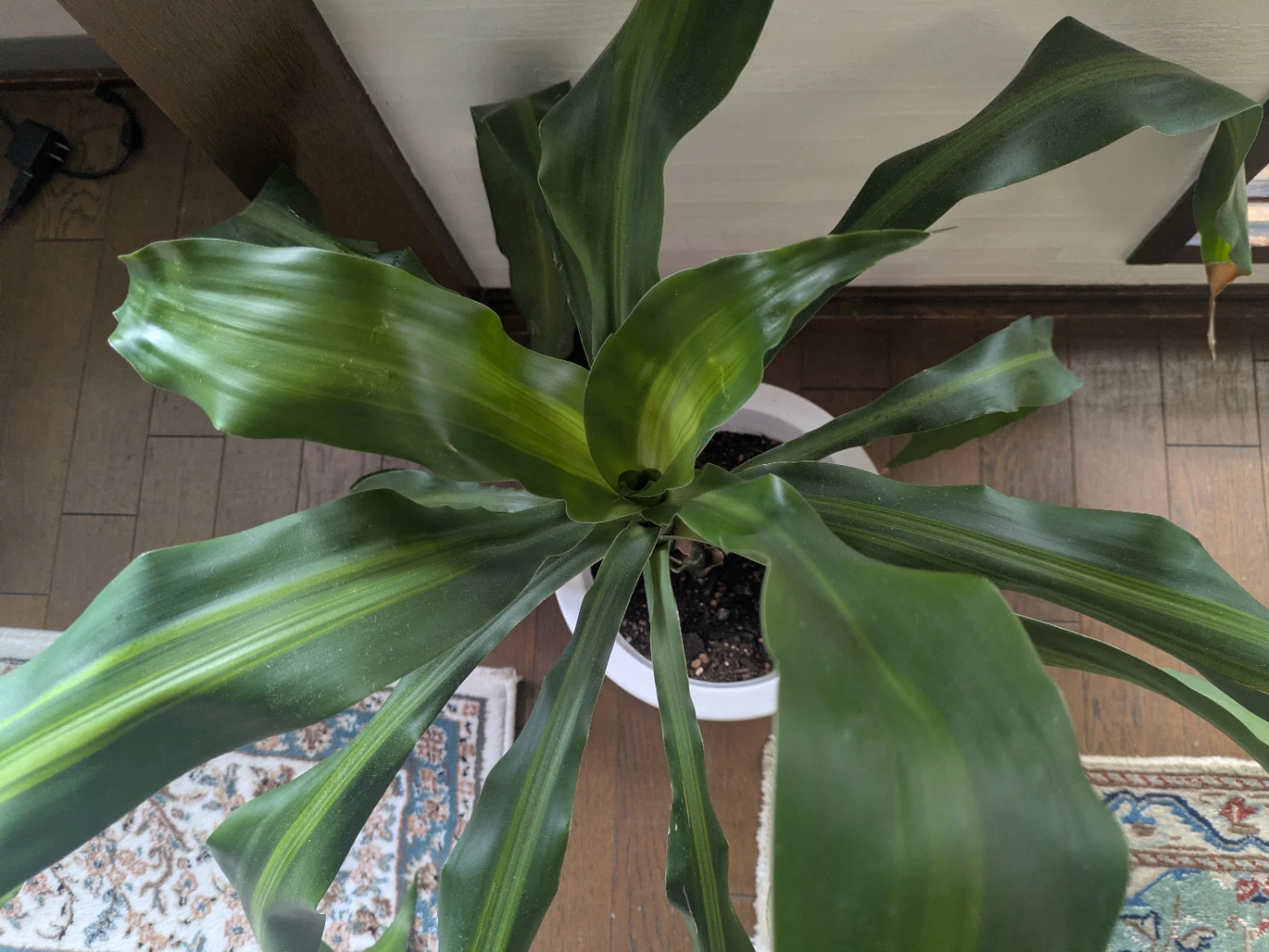 【大きめ】ドラセナ 観葉植物 白鉢付きの写真2枚目