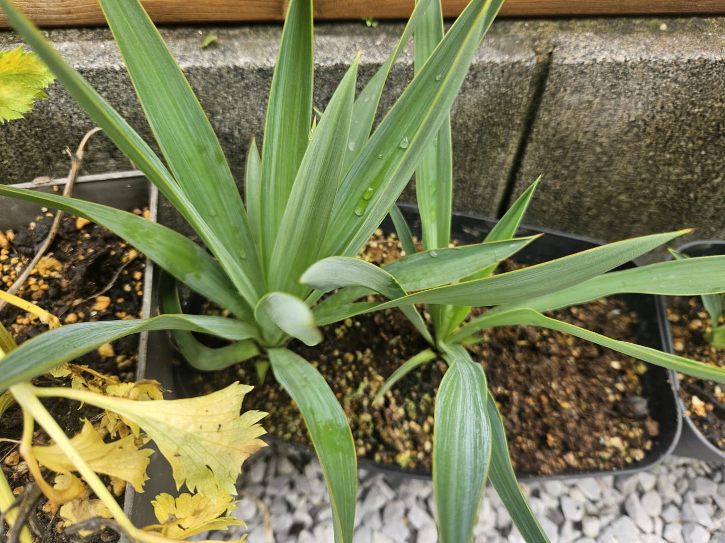 観葉植物 ユッカ　