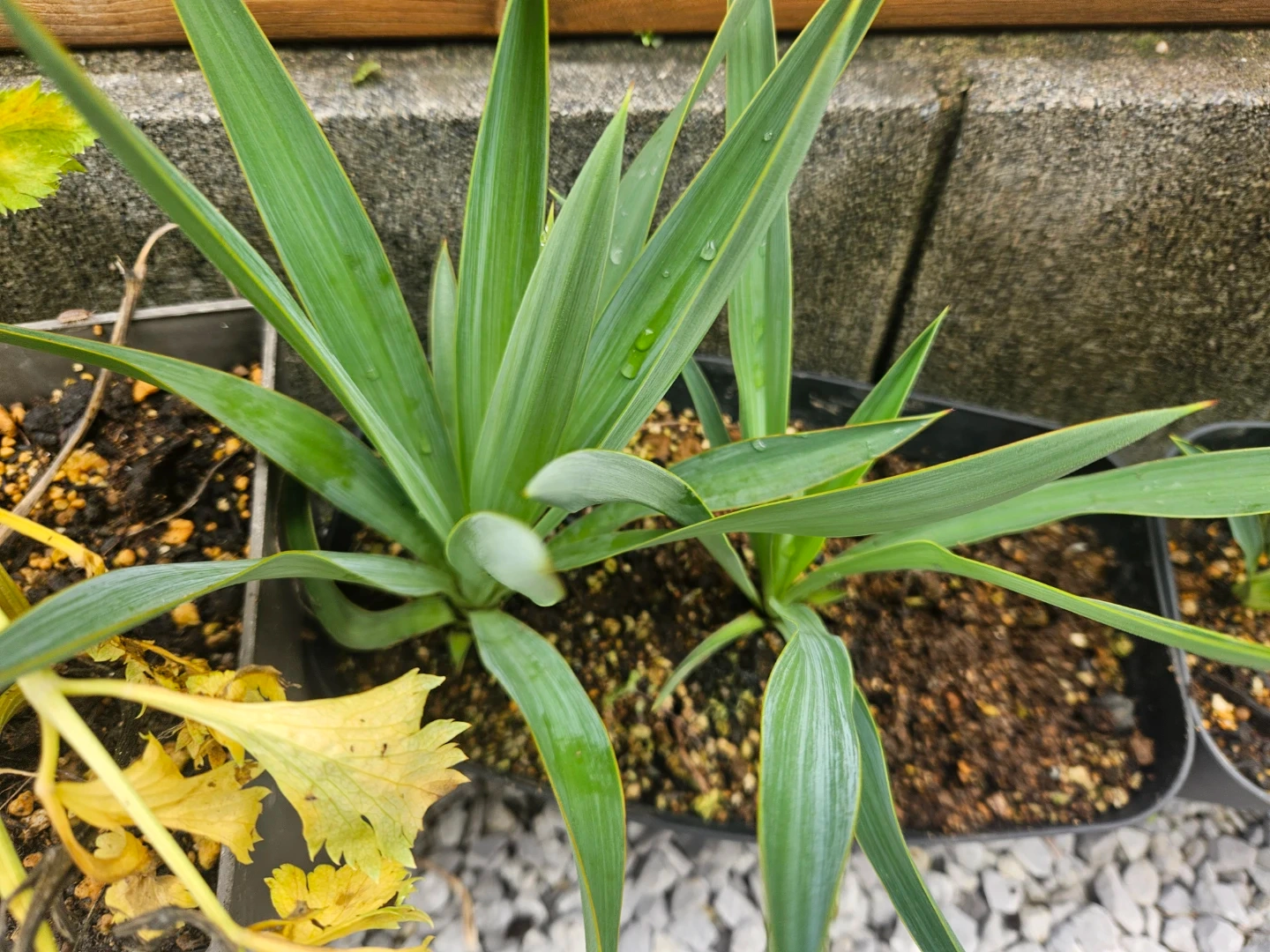 観葉植物 ユッカ