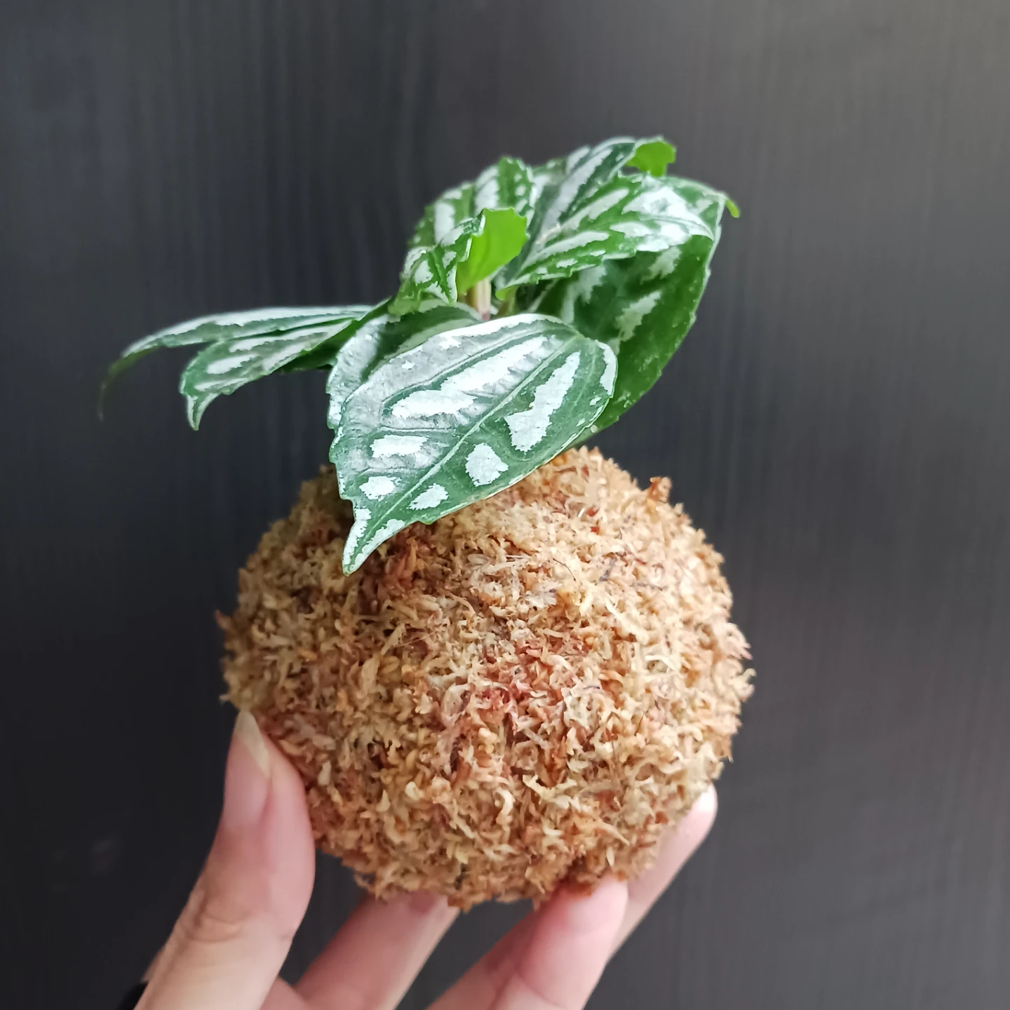 苔玉　ピレア　アルミニウムプランツ　観葉植物の写真3枚目