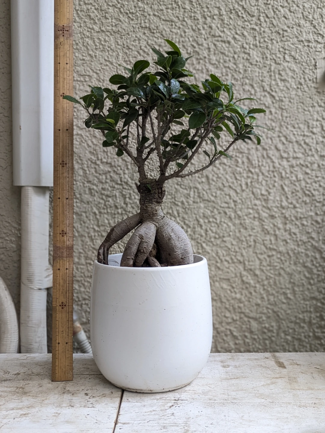 ガジュマル 観葉植物 白陶器鉢付き