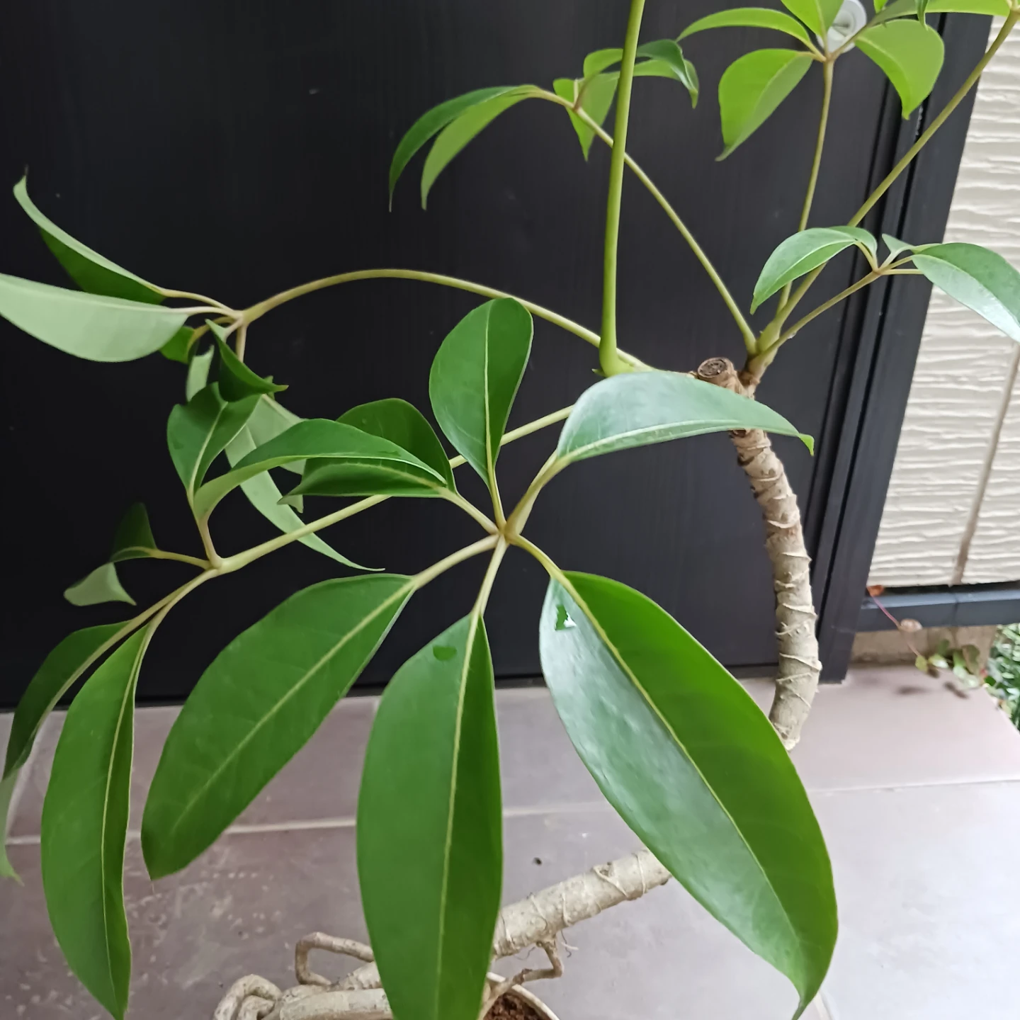 曲がり★ツピタンサス　6号　観葉植物　個性的　一点ものの写真6枚目