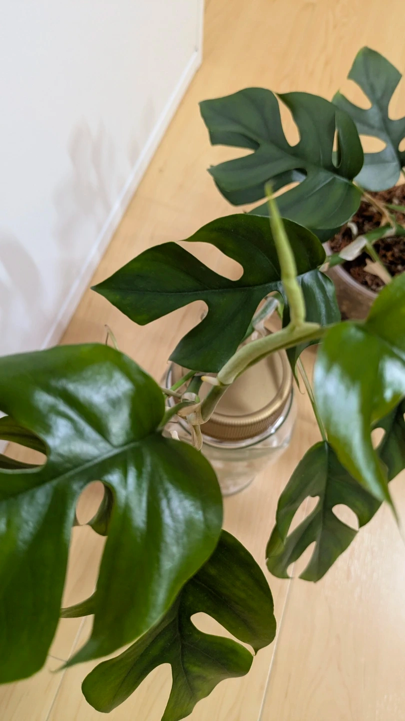 ヒメモンステラ 観葉植物の写真8枚目