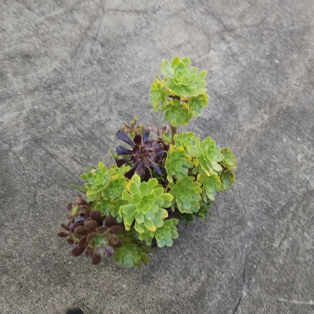 アエオニウム 寄せ植え 多肉植物の写真6枚目