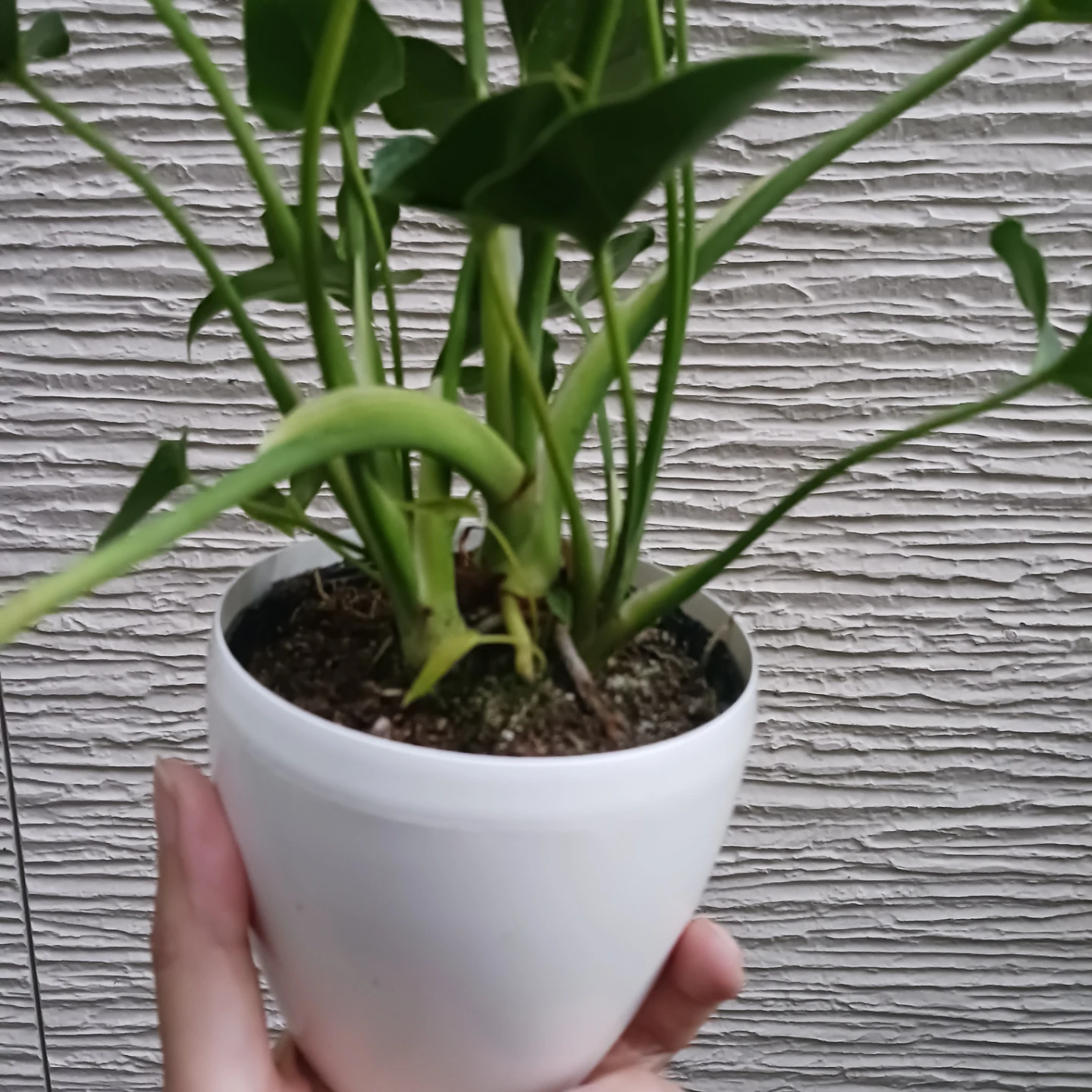 セローム　3号　観葉植物の写真5枚目