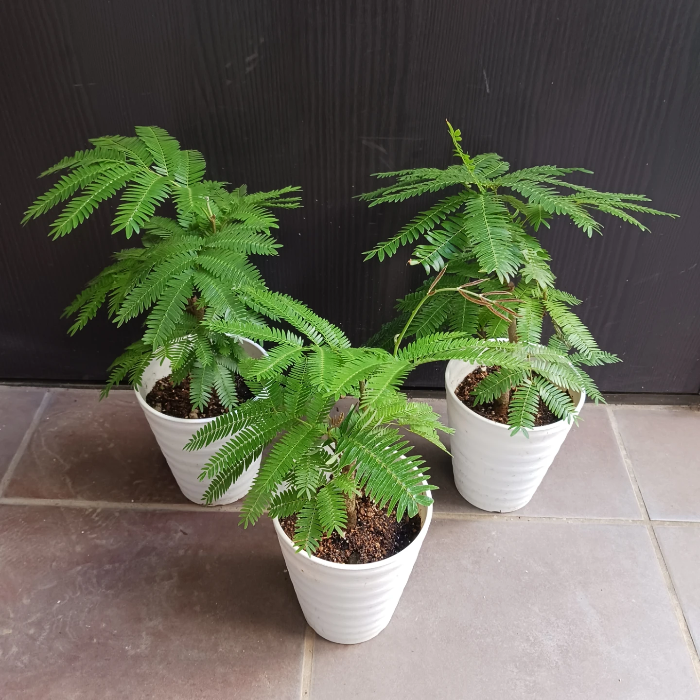 エバーフレッシュ　4号　観葉植物の写真3枚目