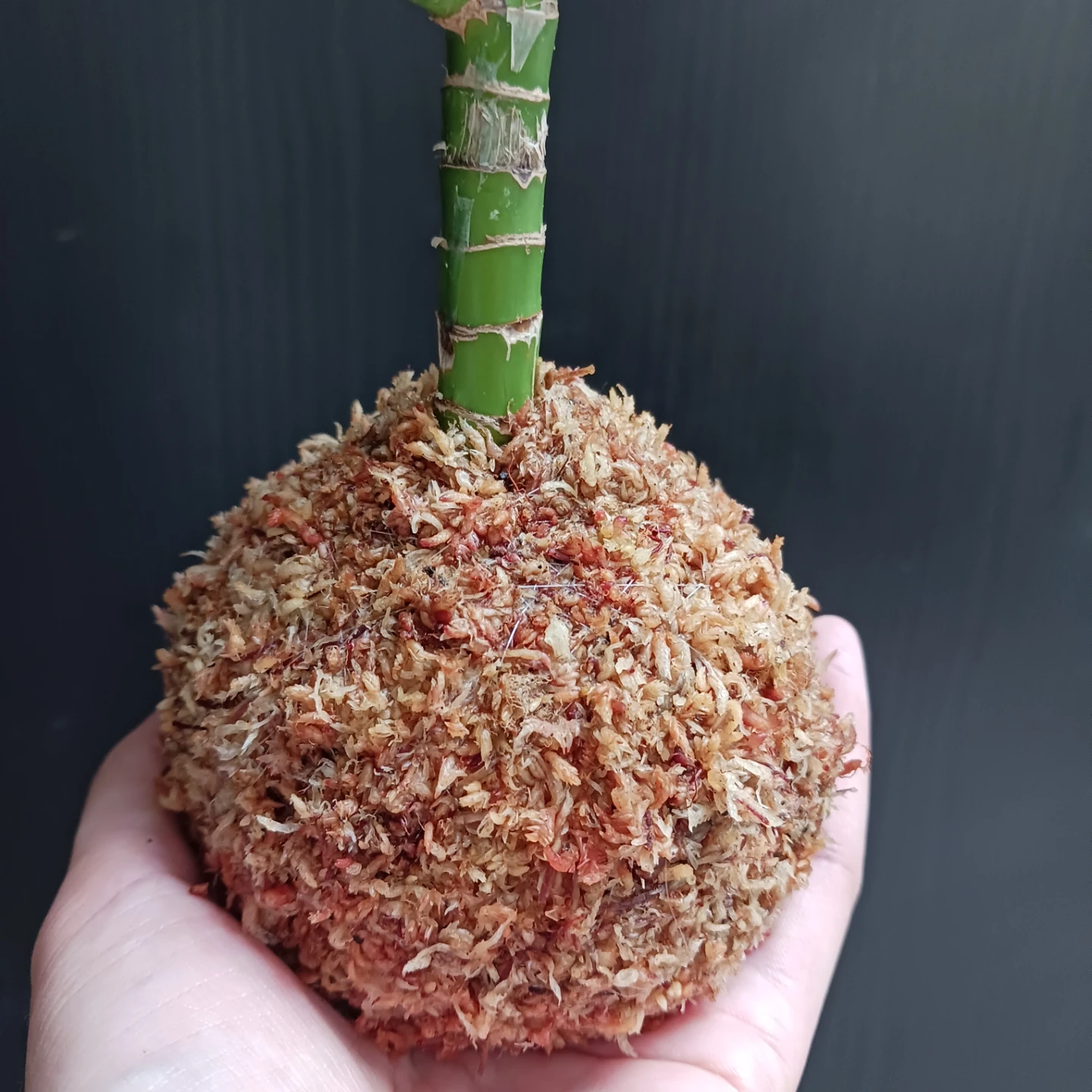 苔玉　キングバンブー　観葉植物　ドラセナの写真4枚目
