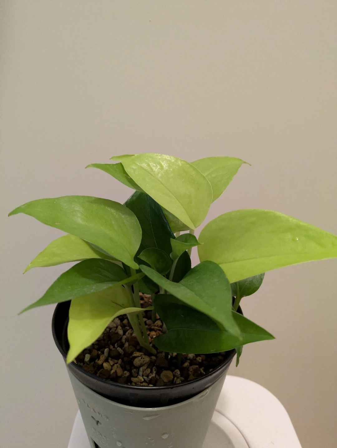 ポトス ライム 観葉植物 鉢付き
