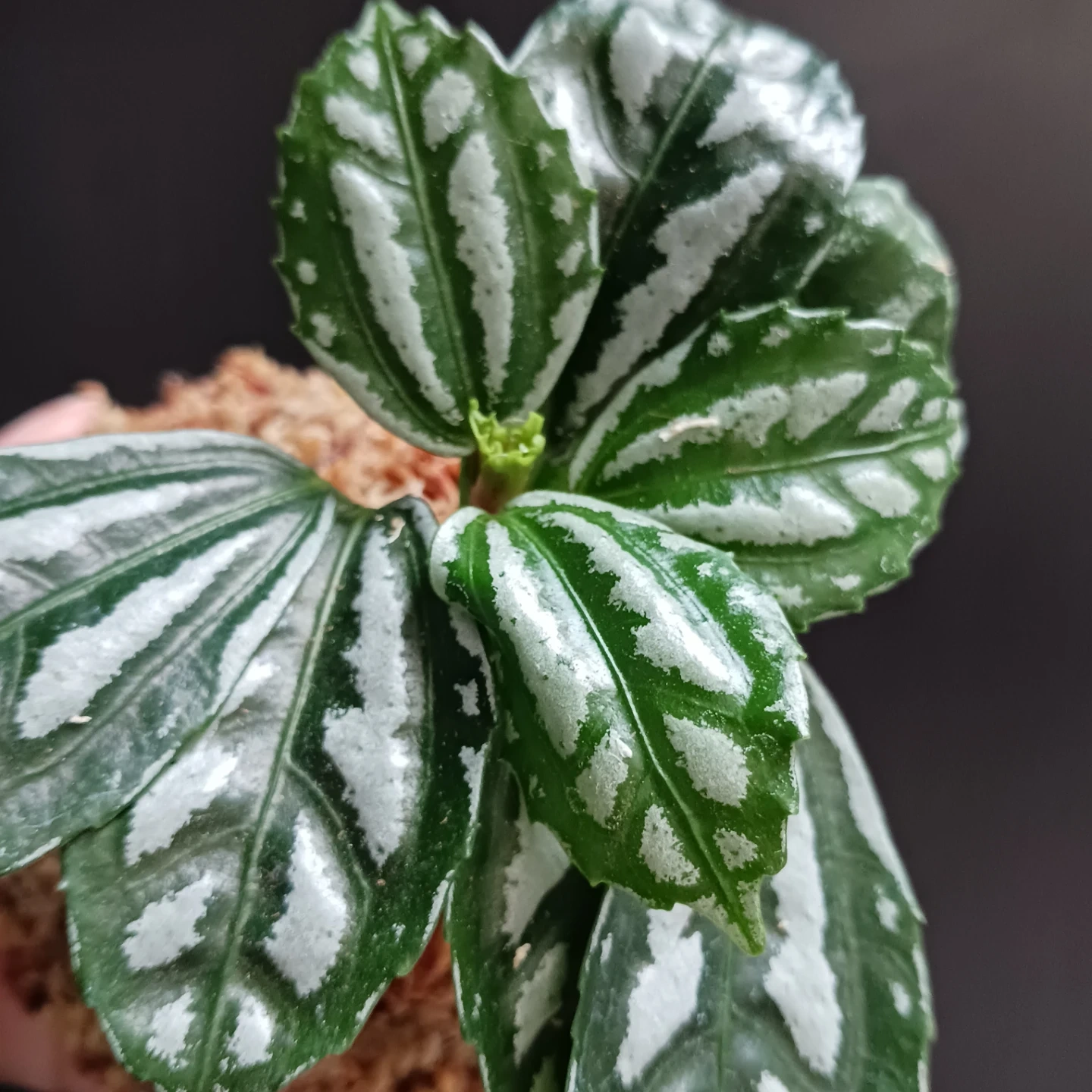 苔玉 ピレア アルミニウムプランツ 観葉植物の写真6枚目