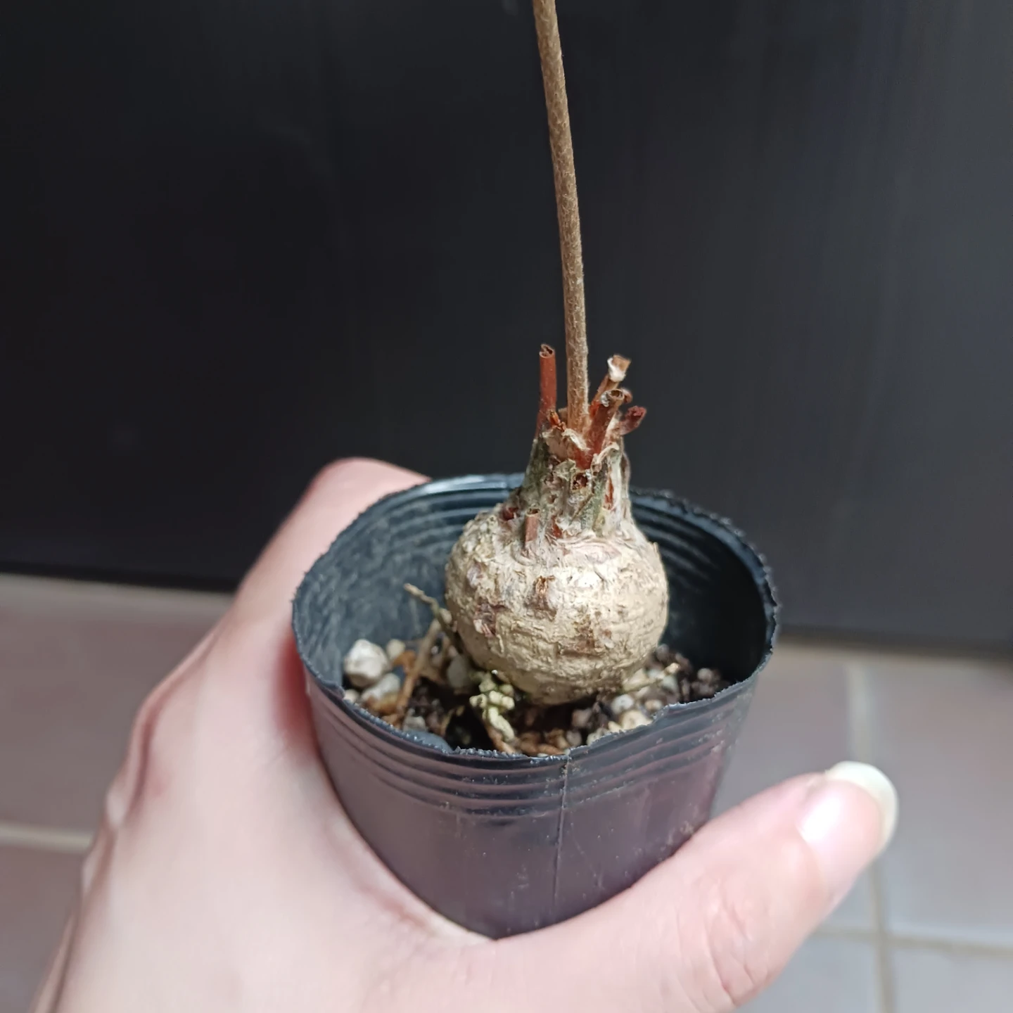 ザミアフロリダーナ　2号　観葉植物　インテグリフォリアの写真8枚目
