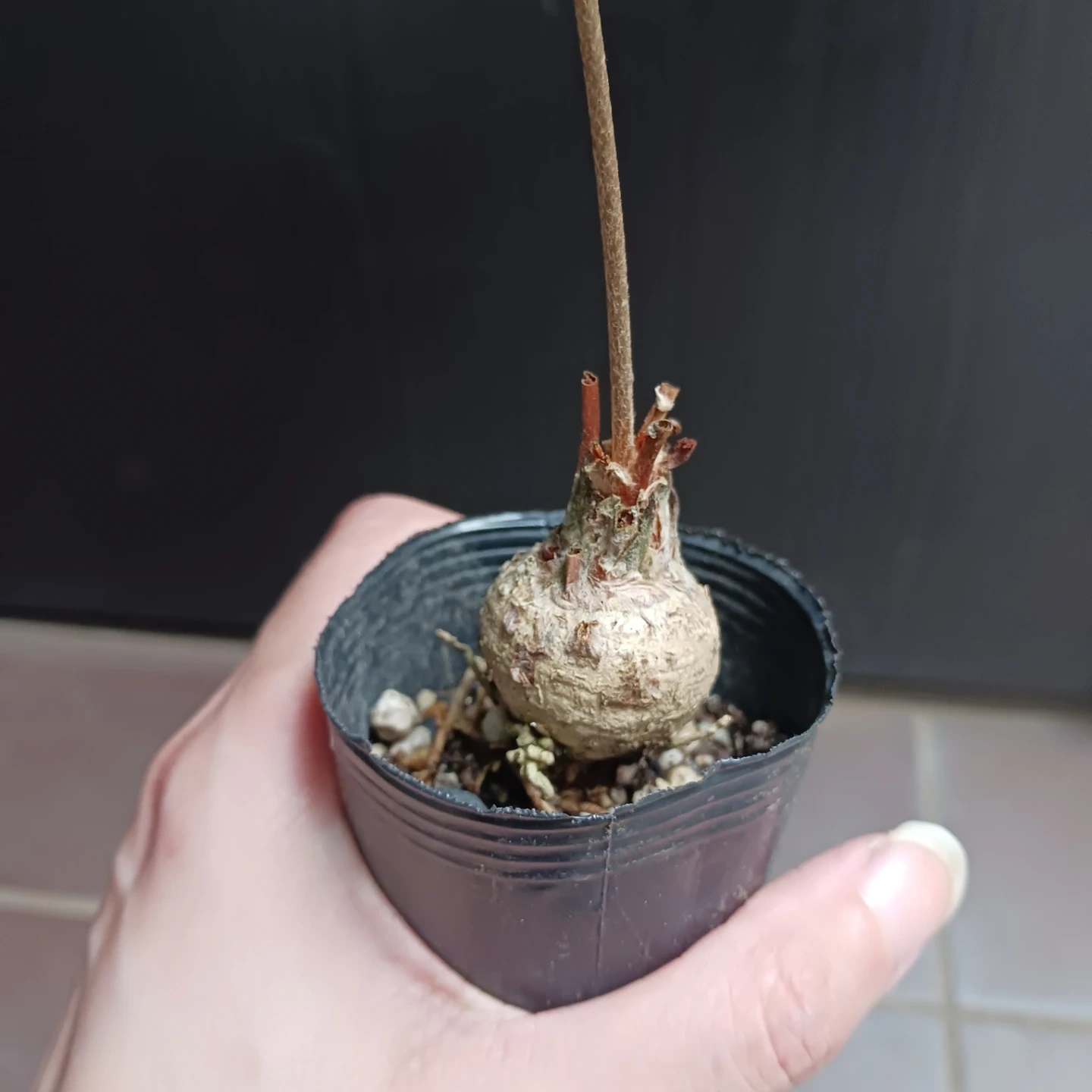 ザミアフロリダーナ 2号 観葉植物 インテグリフォリアの写真8枚目