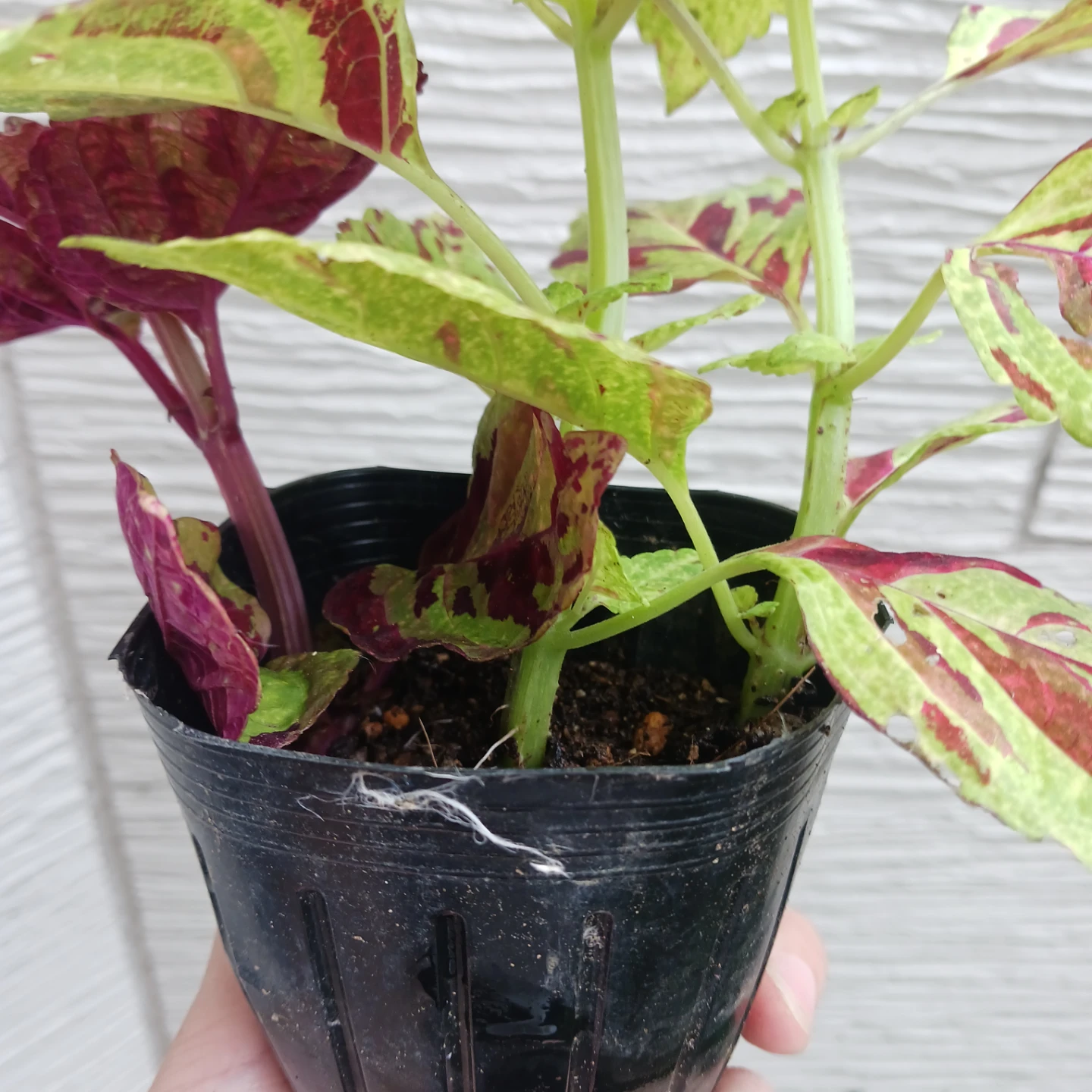 コリウス　3号ポット苗　カラーリーフ　寄せ植えの写真5枚目