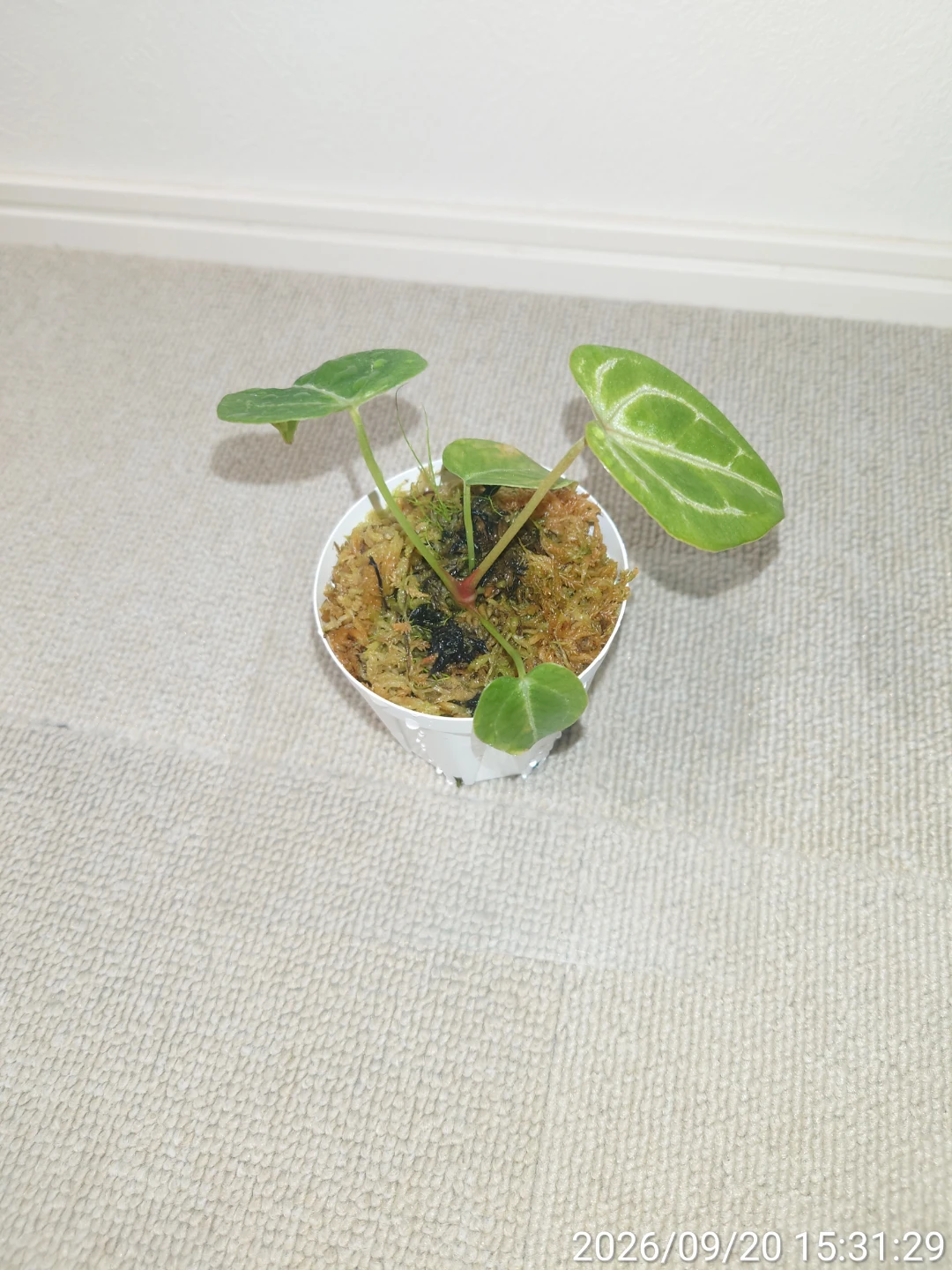 アンスリウム  フォルゲッティ 観葉植物 白鉢の写真3枚目