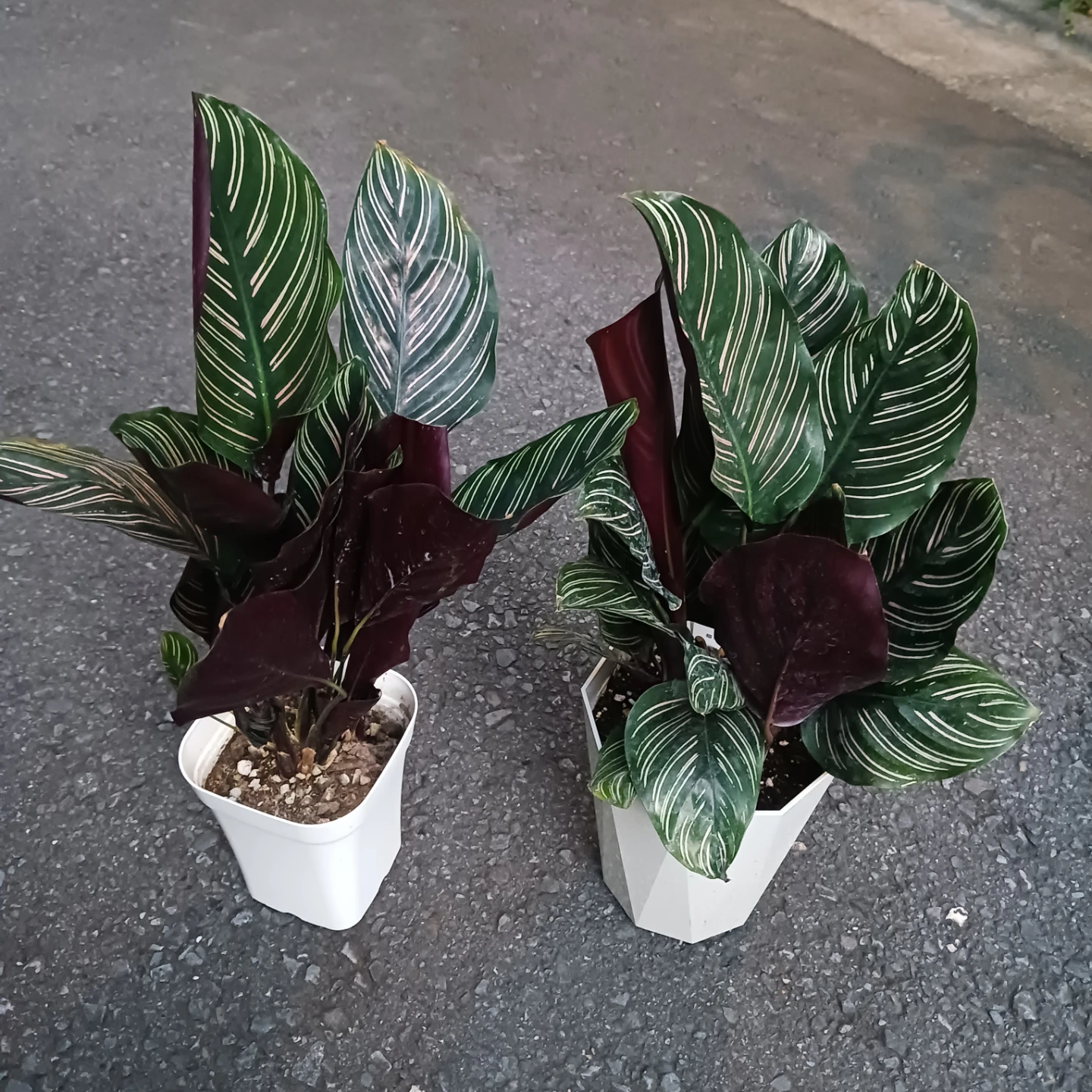カラテア　3種　4号　　観葉植物　サンデリアーナ　マコヤナ　ベサール