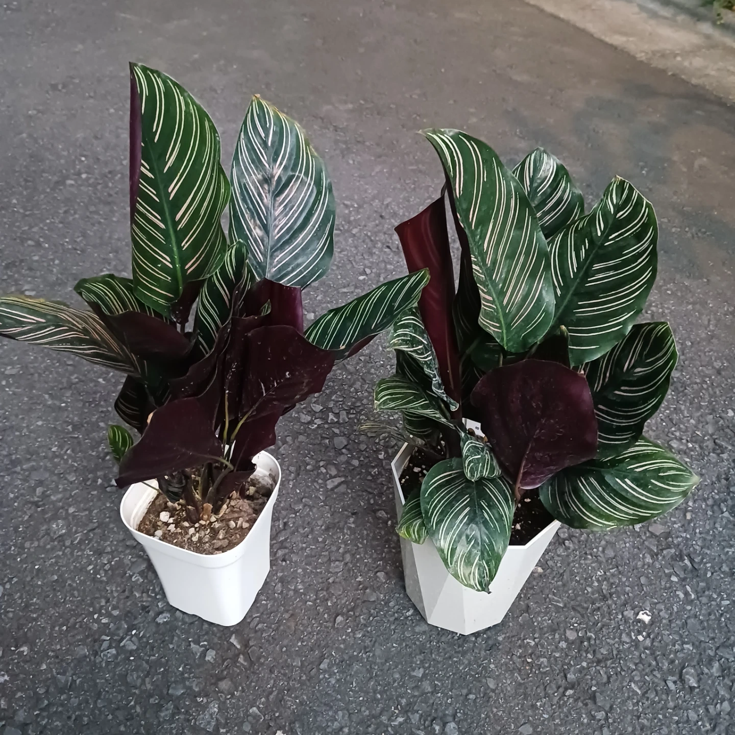 カラテア 3種 4号 観葉植物 サンデリアーナ マコヤナ ベサール