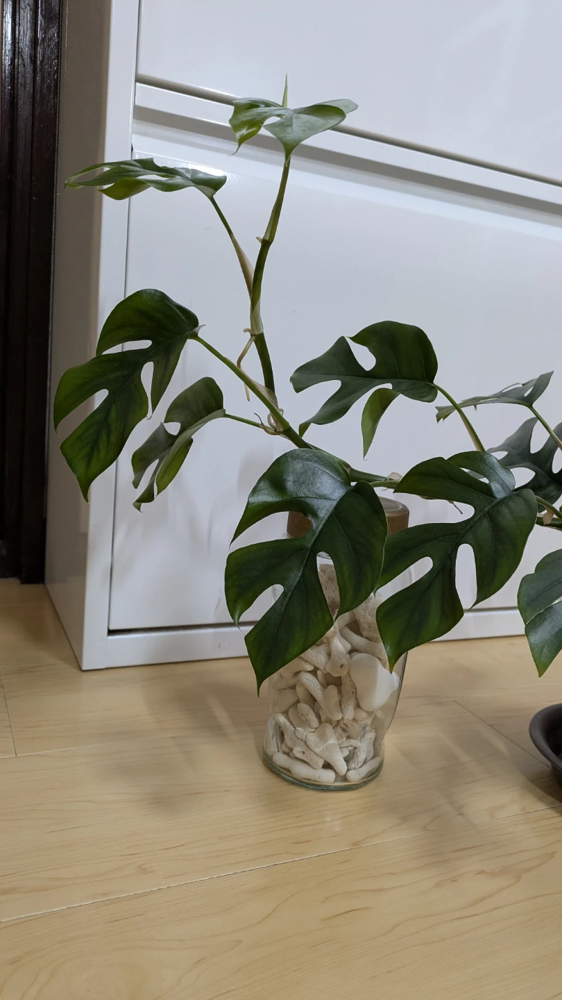 ヒメモンステラ 観葉植物の写真7枚目