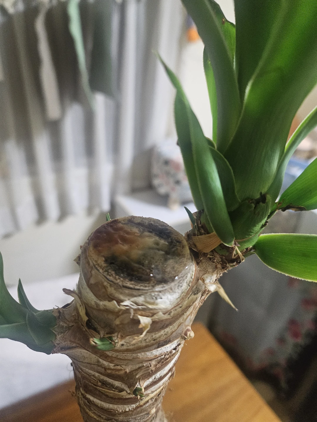 ◽ユッカ◽エレファンティペス◽観葉植物◽極太幹の写真8枚目