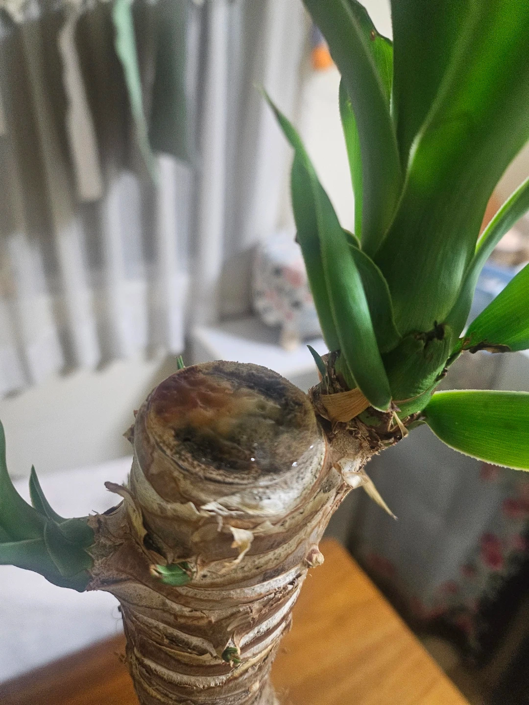 ◽ユッカ◽エレファンティペス◽観葉植物◽極太幹の写真8枚目