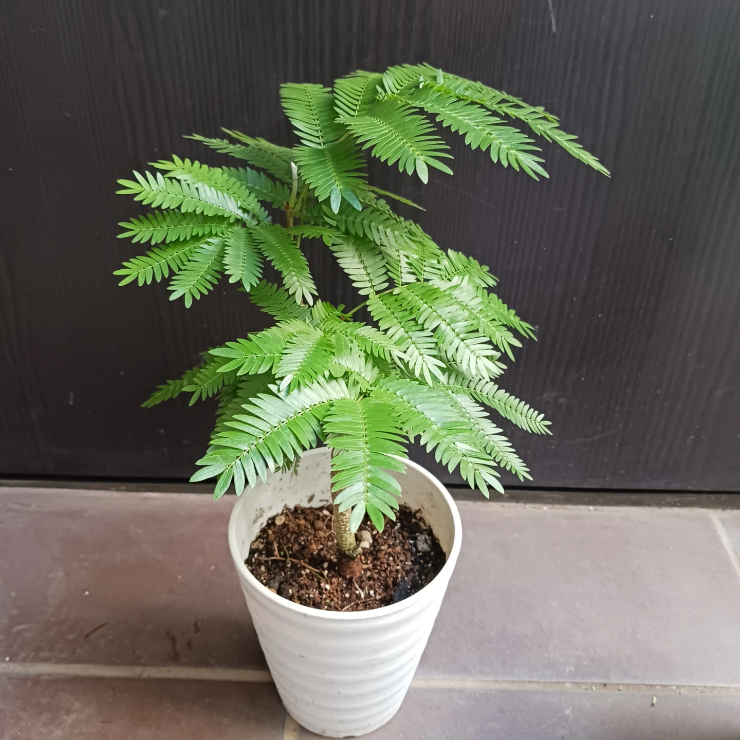 エバーフレッシュ　4号　観葉植物の写真9枚目