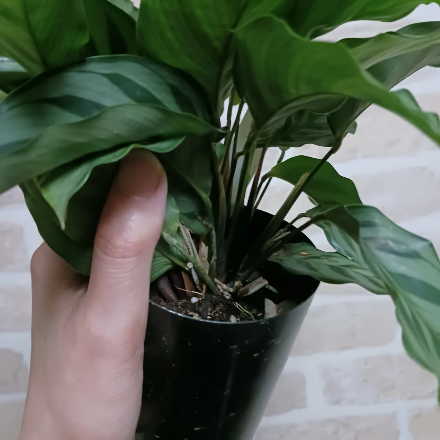 カラテア　フレディ　3号ロング　硬質ポット　観葉植物の写真4枚目